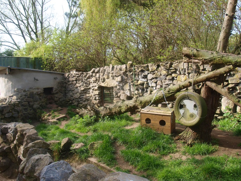 Raccoon exhibit (April 19th, 2015)