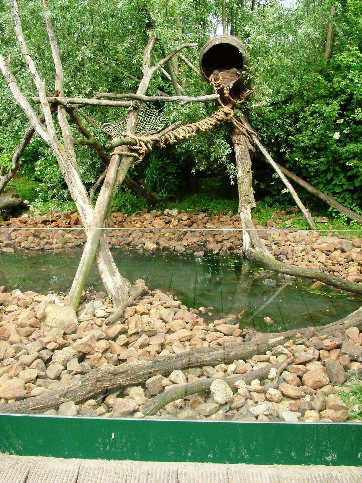 Raccoon Exhibit at Dierenrijk, 31/05/12