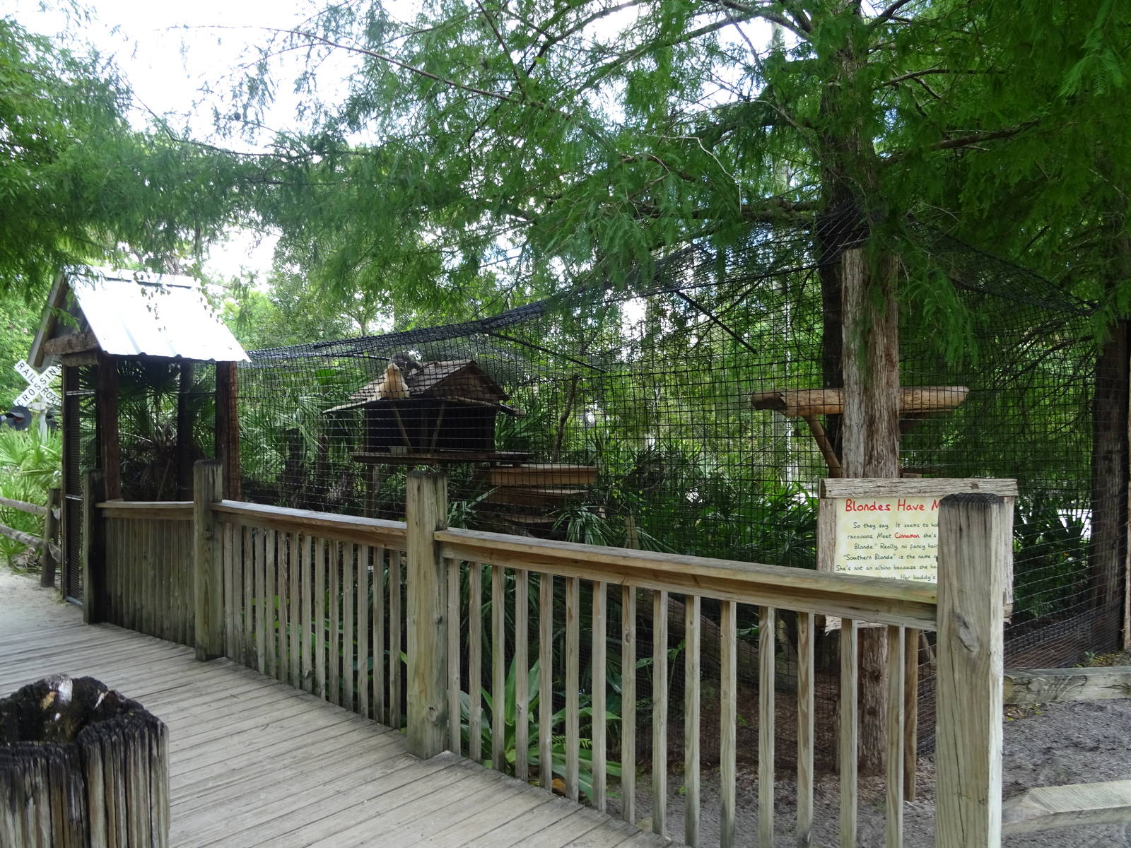 Raccoon Exhibit at Gatorland