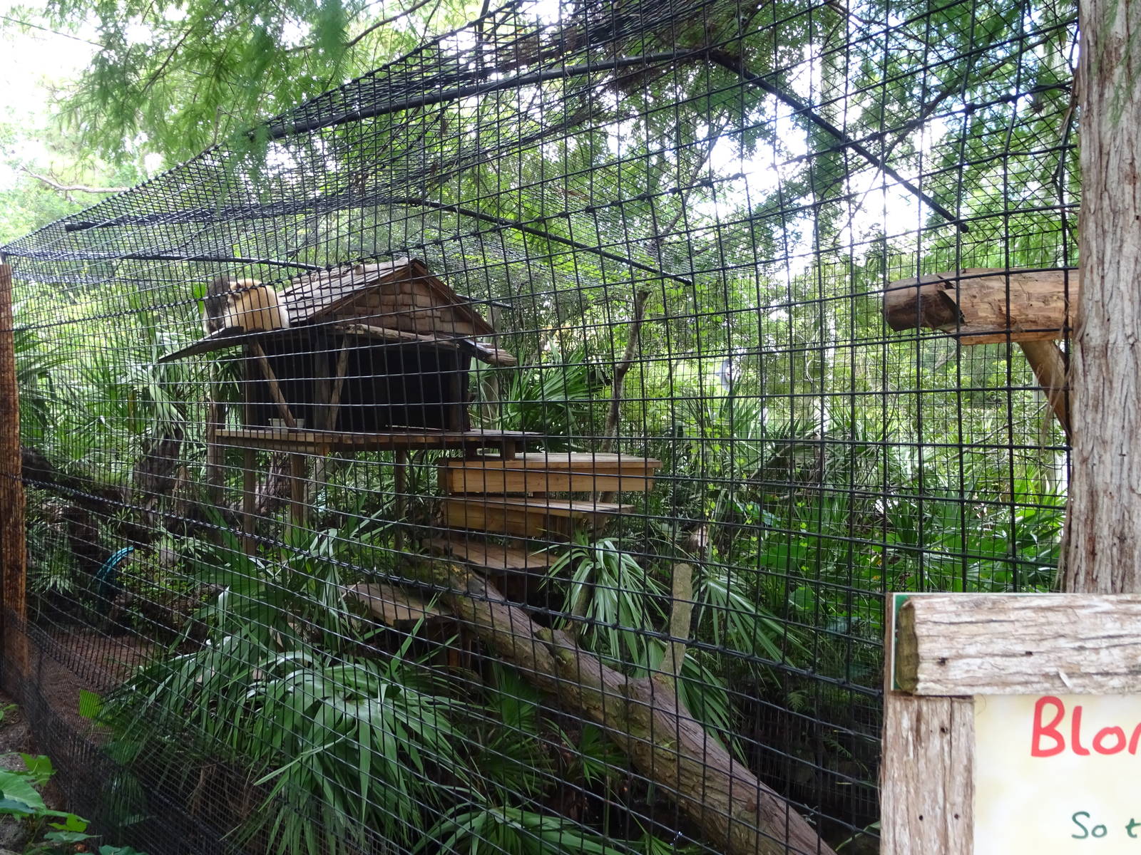 Raccoon Exhibit at Gatorland
