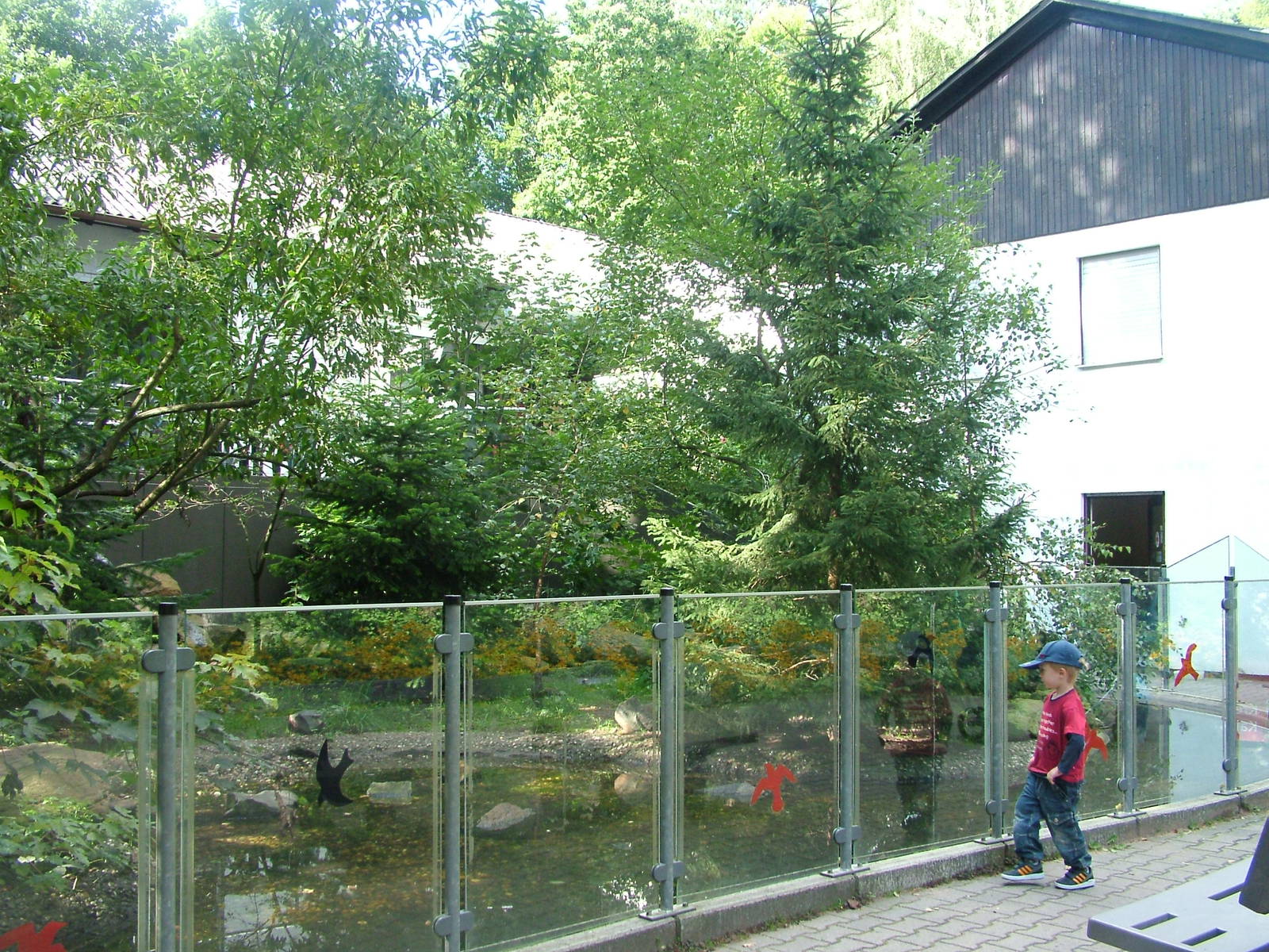 Raccoon Exhibit at Kaiserslautern, 01/09/10