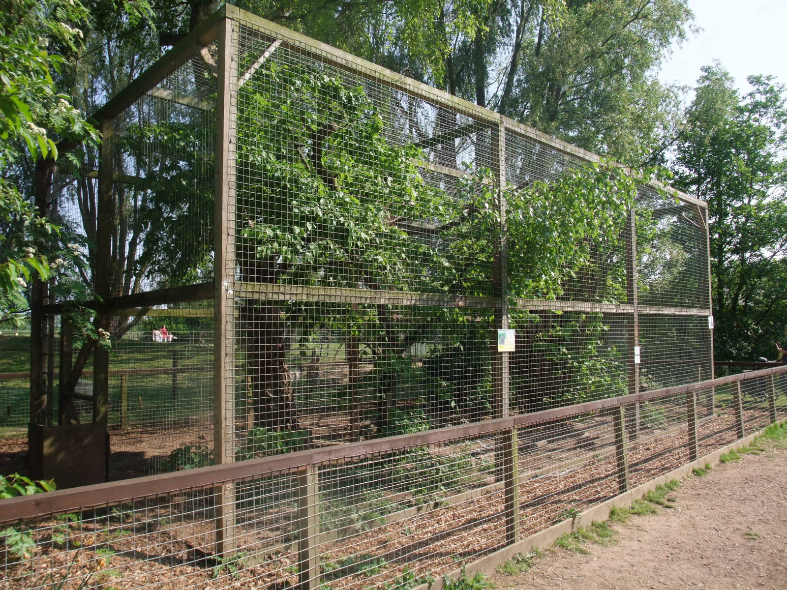 Raccoon Exhibit at Long Sutton 25/04/11