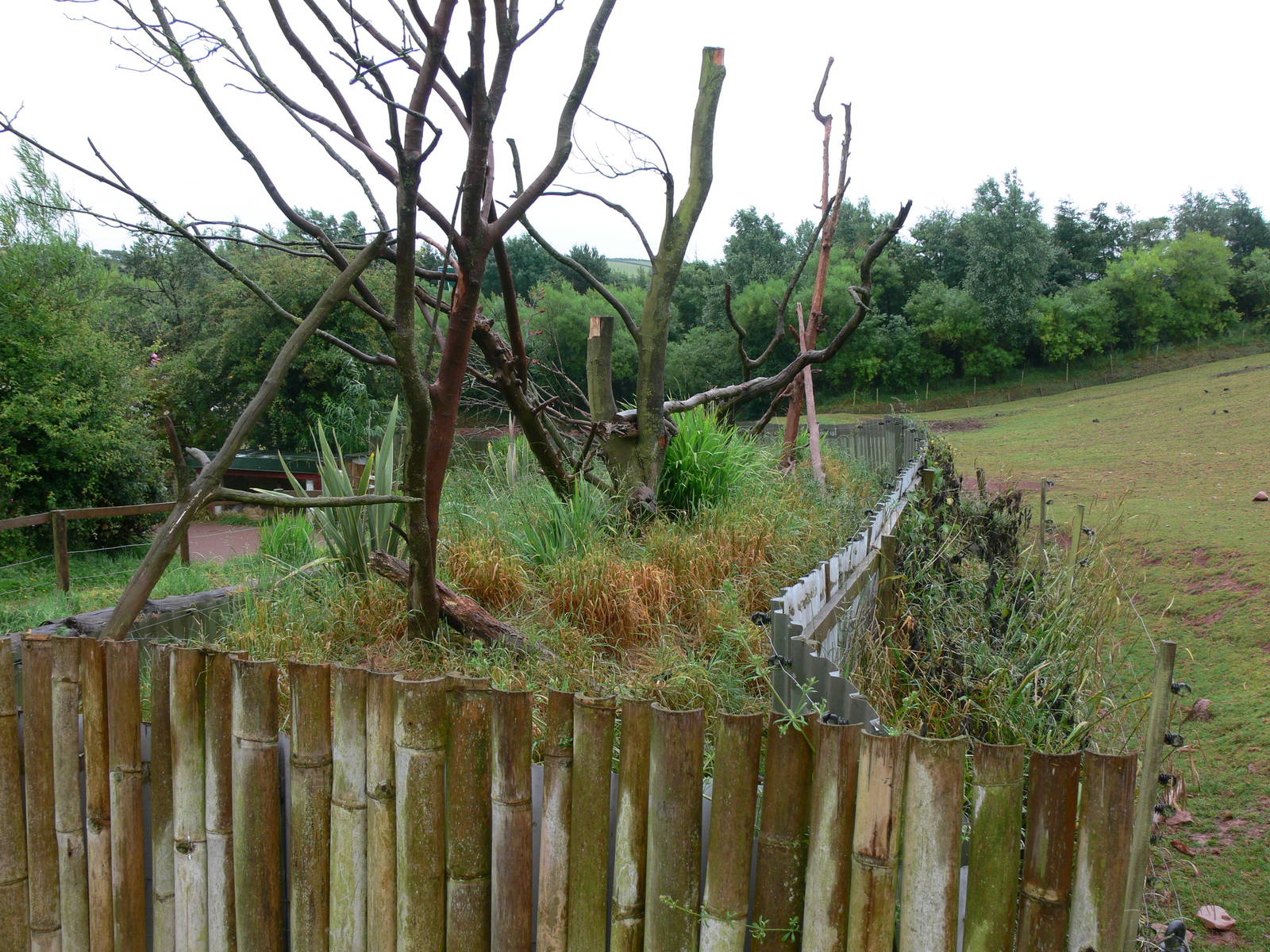 Raccoon Exhibit at South Lakes, 04/07/14