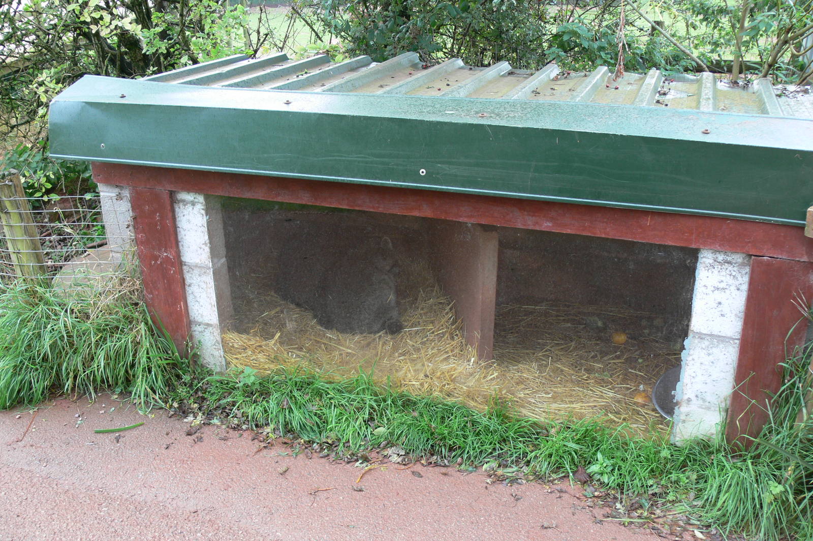 Raccoon Exhibit at South Lakes, 11/10/14