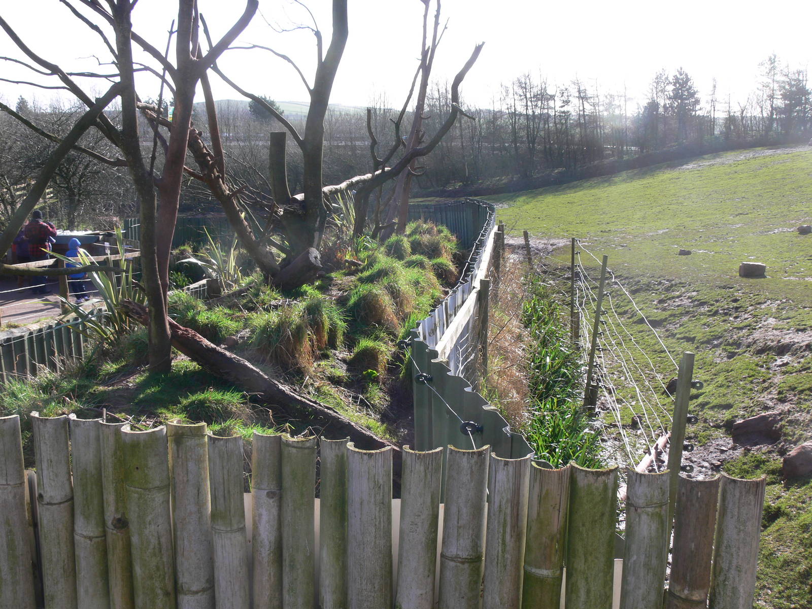 Raccoon Exhibit at South Lakes, 16/02/14