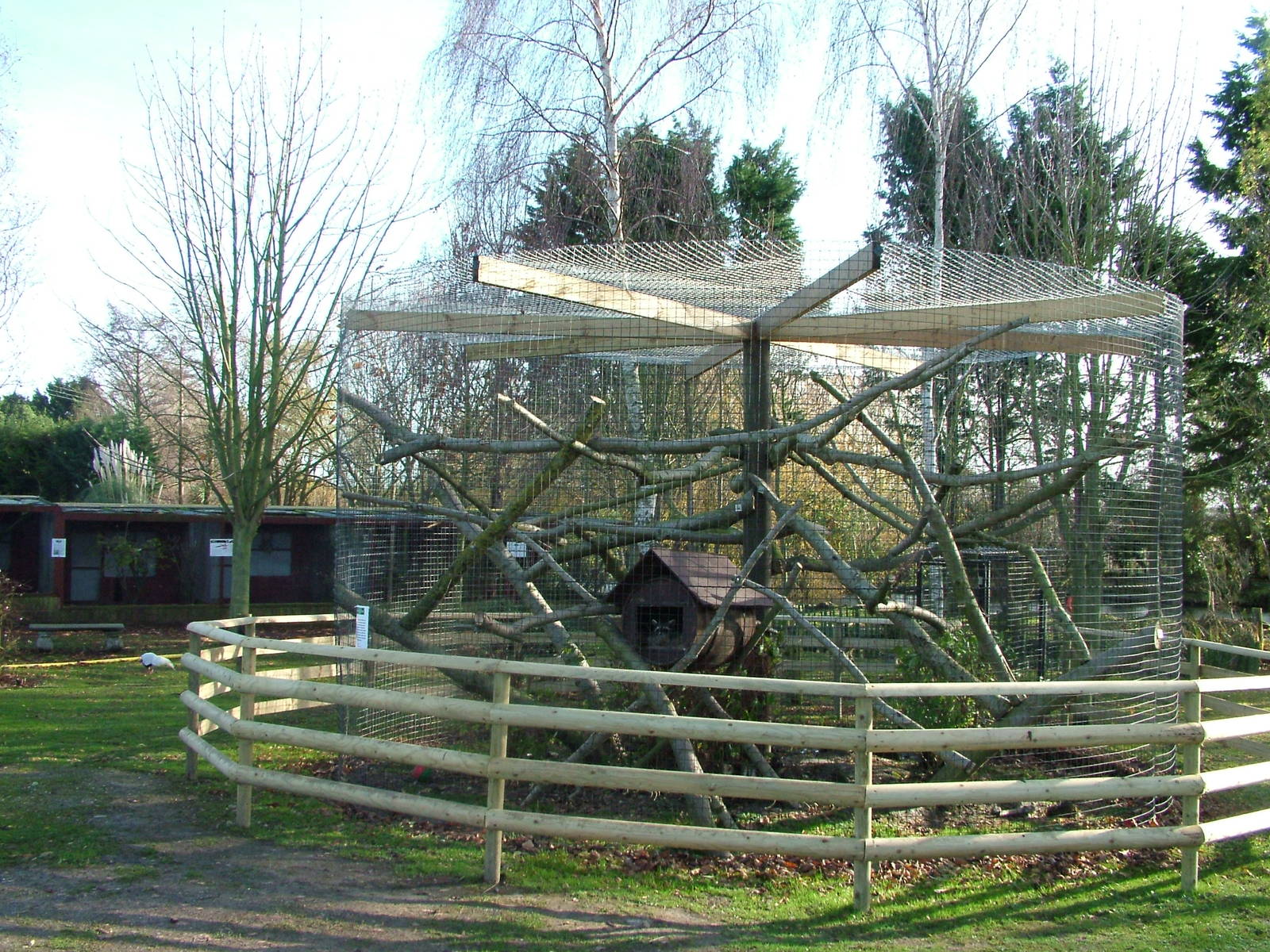 Raccoon exhibit at Wingham 28/11/09