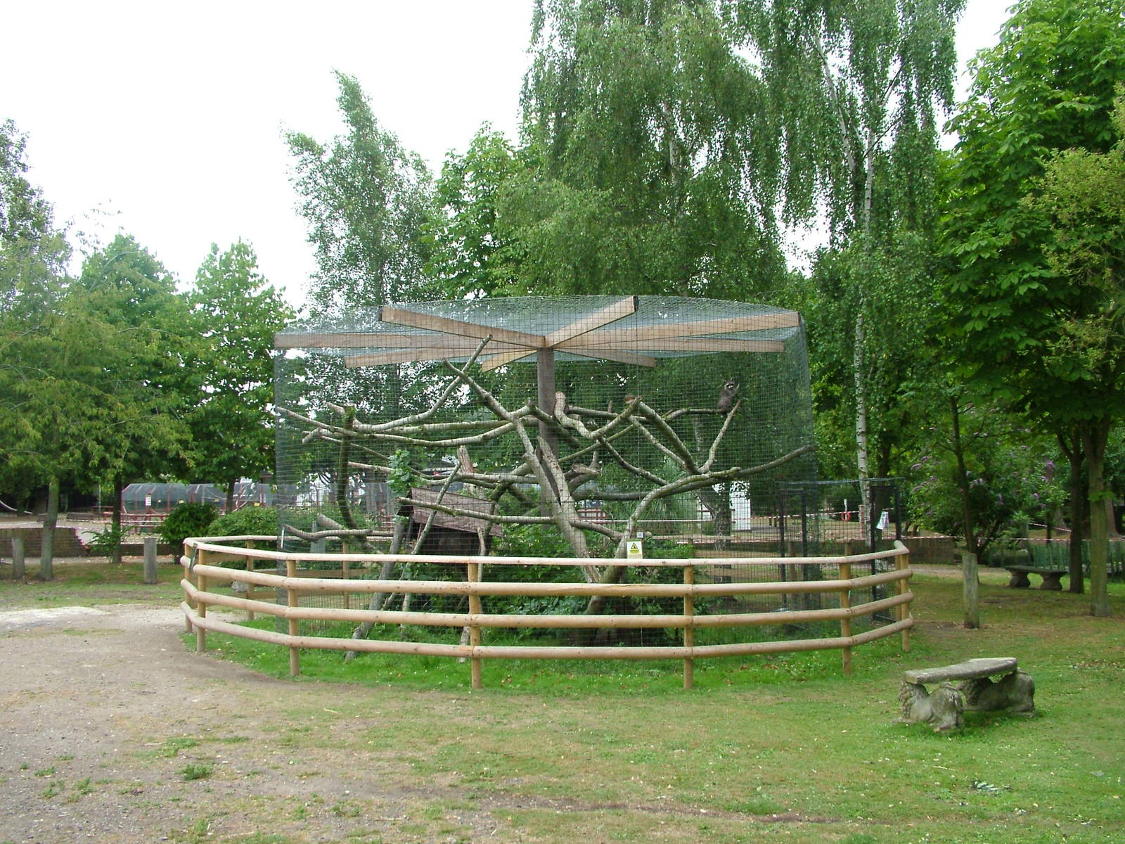 Raccoon Exhibit at Wingham WP, 31/07/10