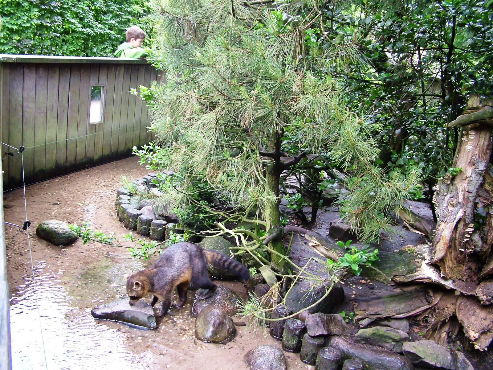 Raccoon Exhibit at Wissel Zoo, Epe, 01/06/12