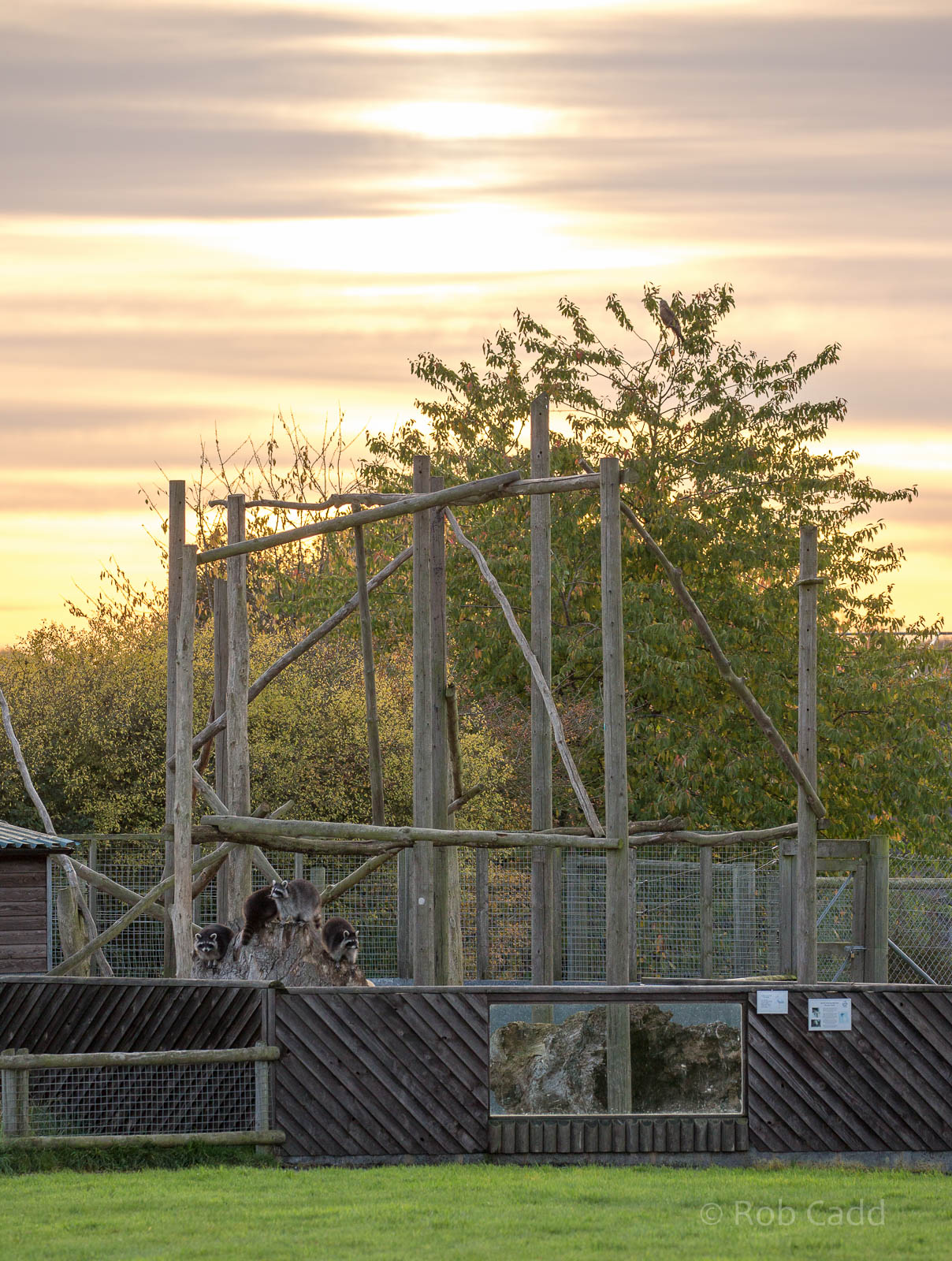 Raccoon (exhibit) : Hamerton : 25 Oct 2015