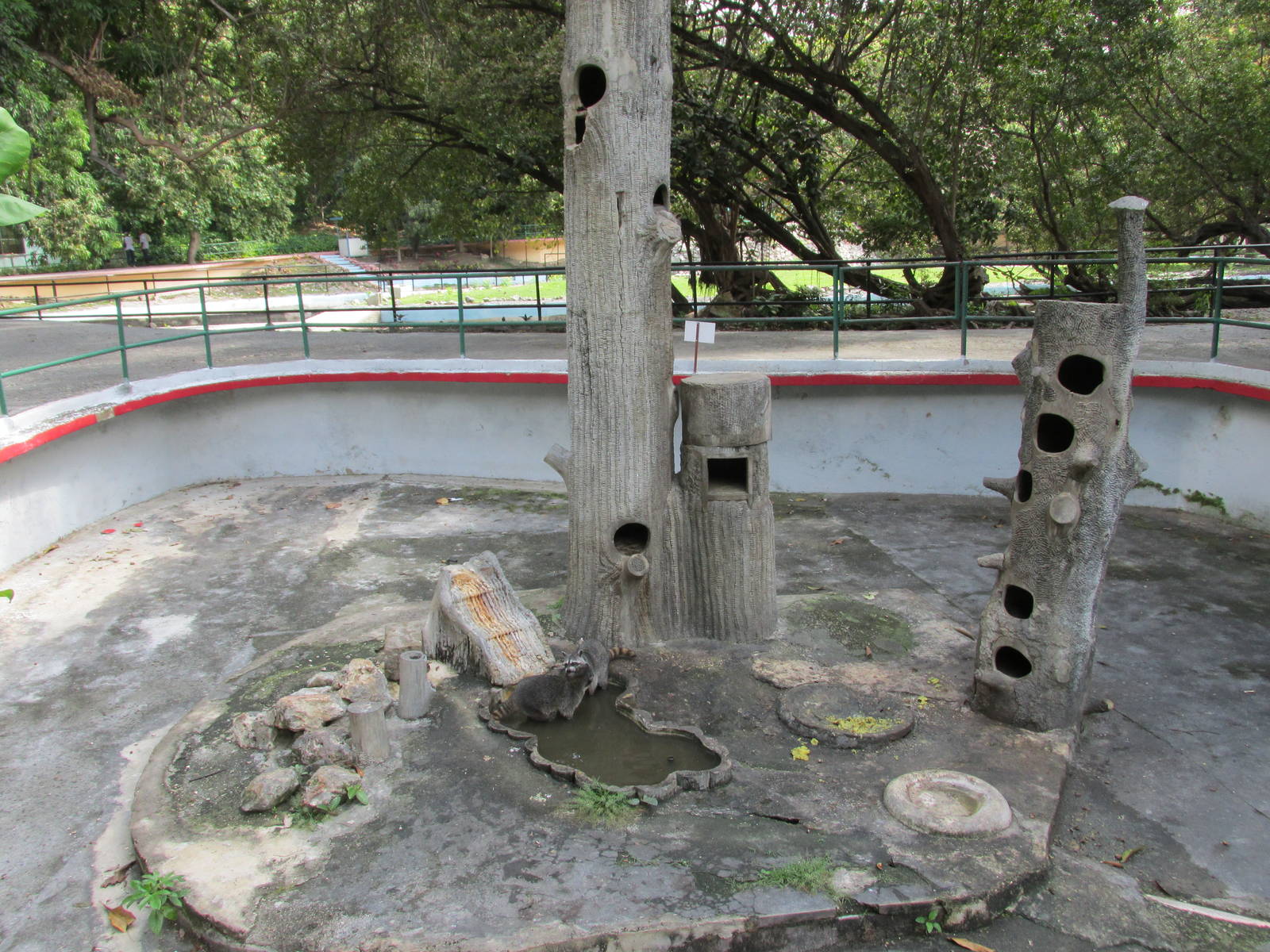 raccoon exhibit havana zoo