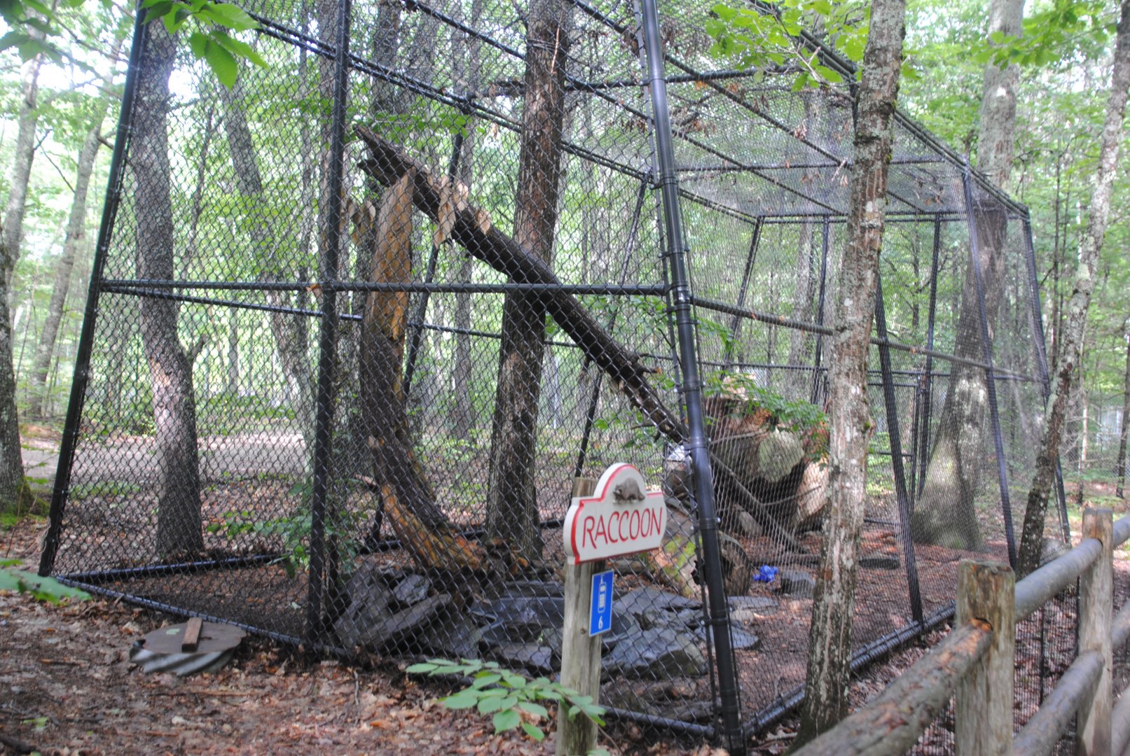Raccoon exhibit (housing 1 normal and 1 albino specimen)