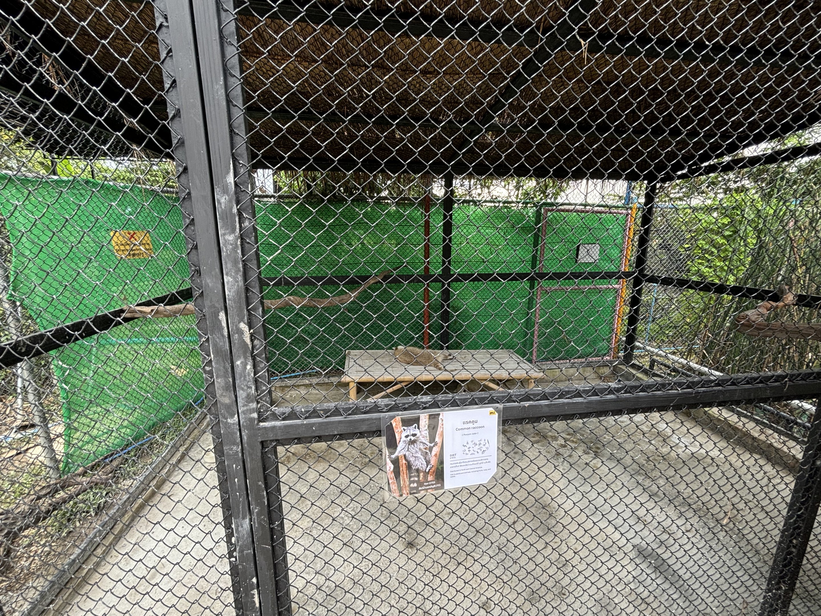 Raccoon Exhibit - Lanna Mini Zoo