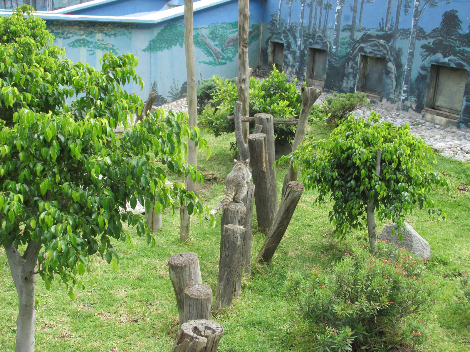 raccoon exhibit neza zoo