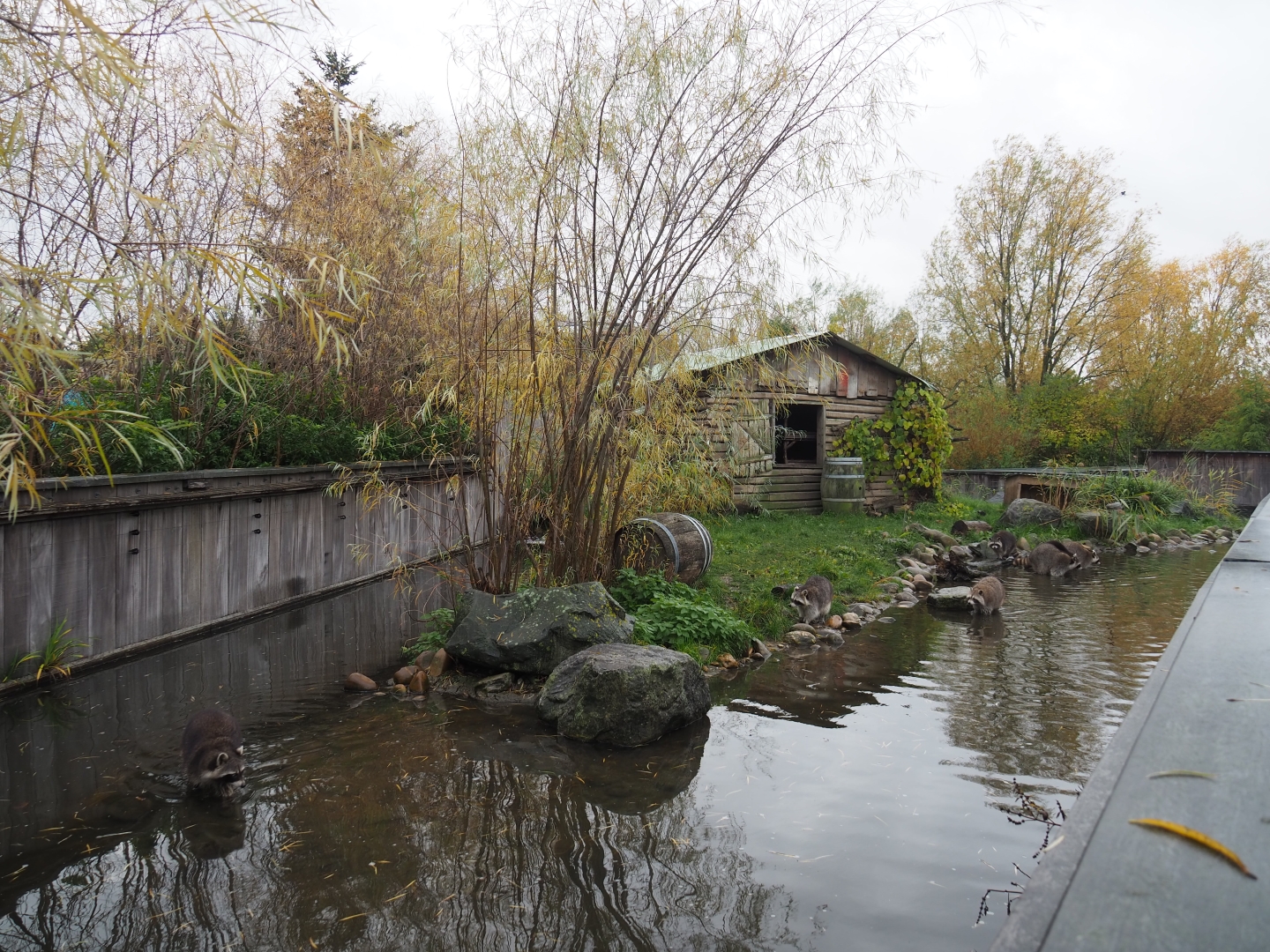 Raccoon exhibit (Nov 10th, 2018)