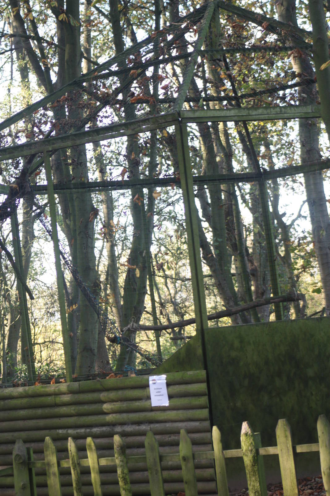 Raccoon exhibit under renovation, 29th October 2014