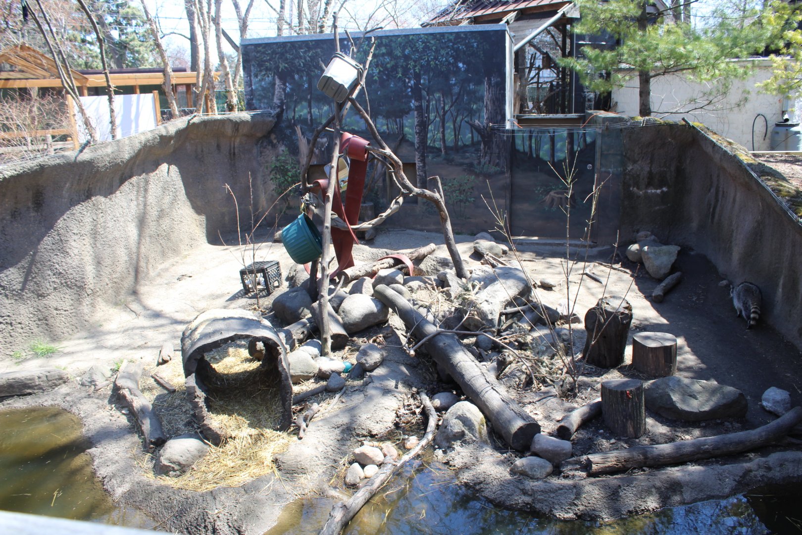 Raccoon Exhibit - Wilds of Illinois