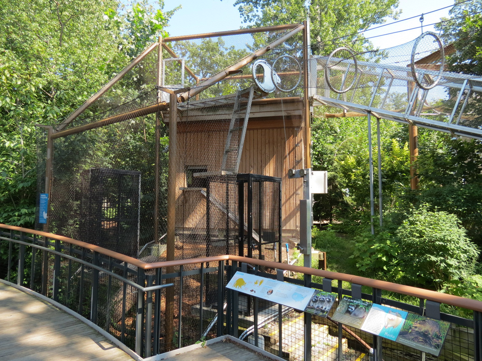 Raccoon Exhibit with Access to Elevated Trailway