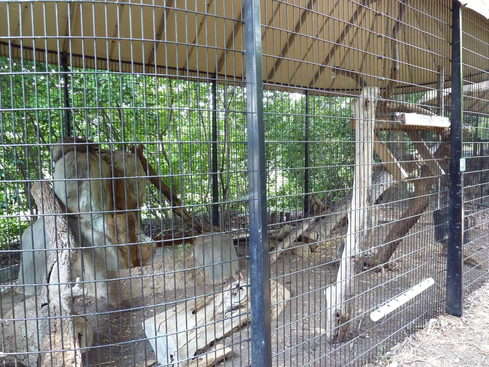 Raccoon Exhibit