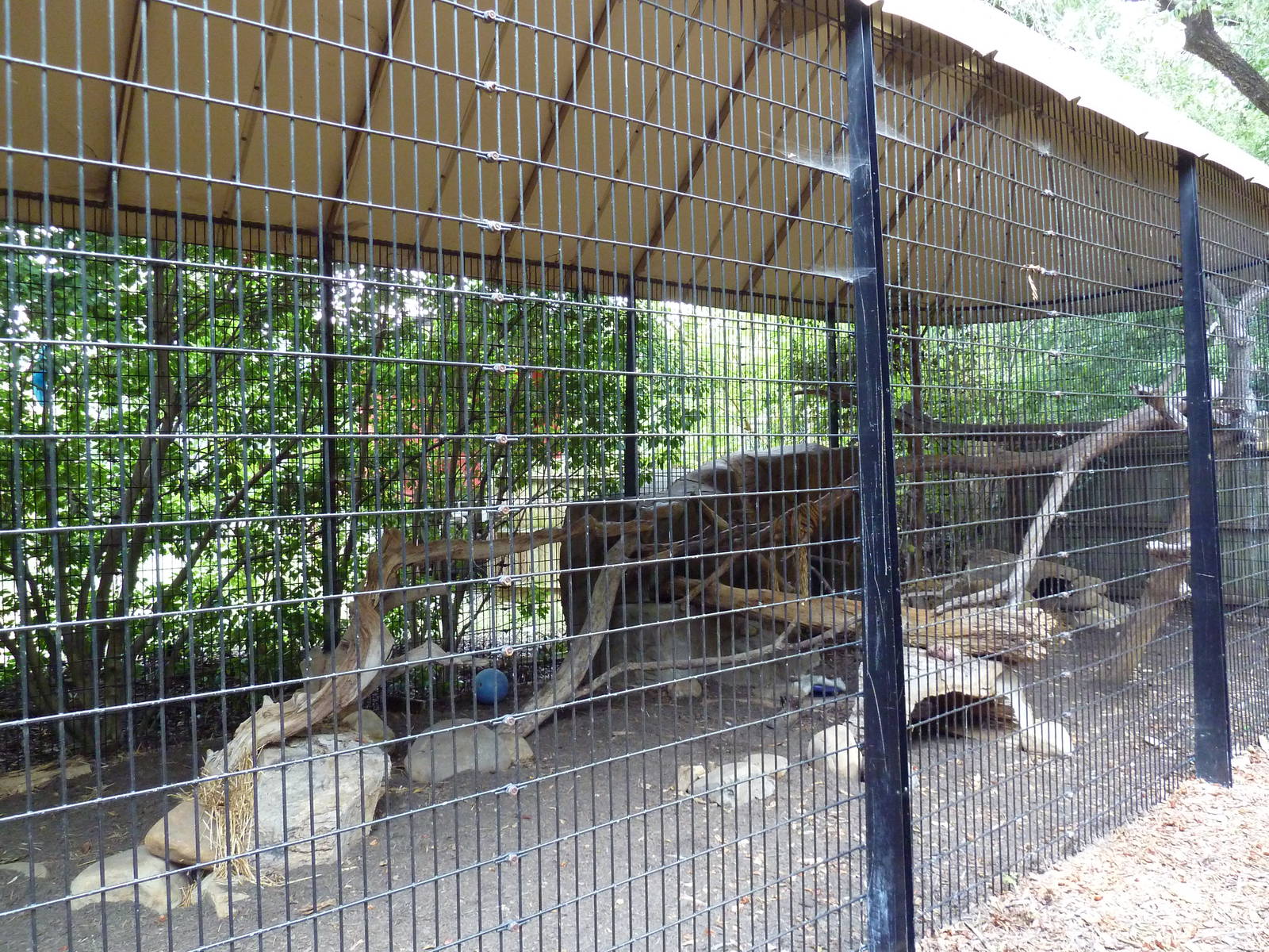 Raccoon Exhibit