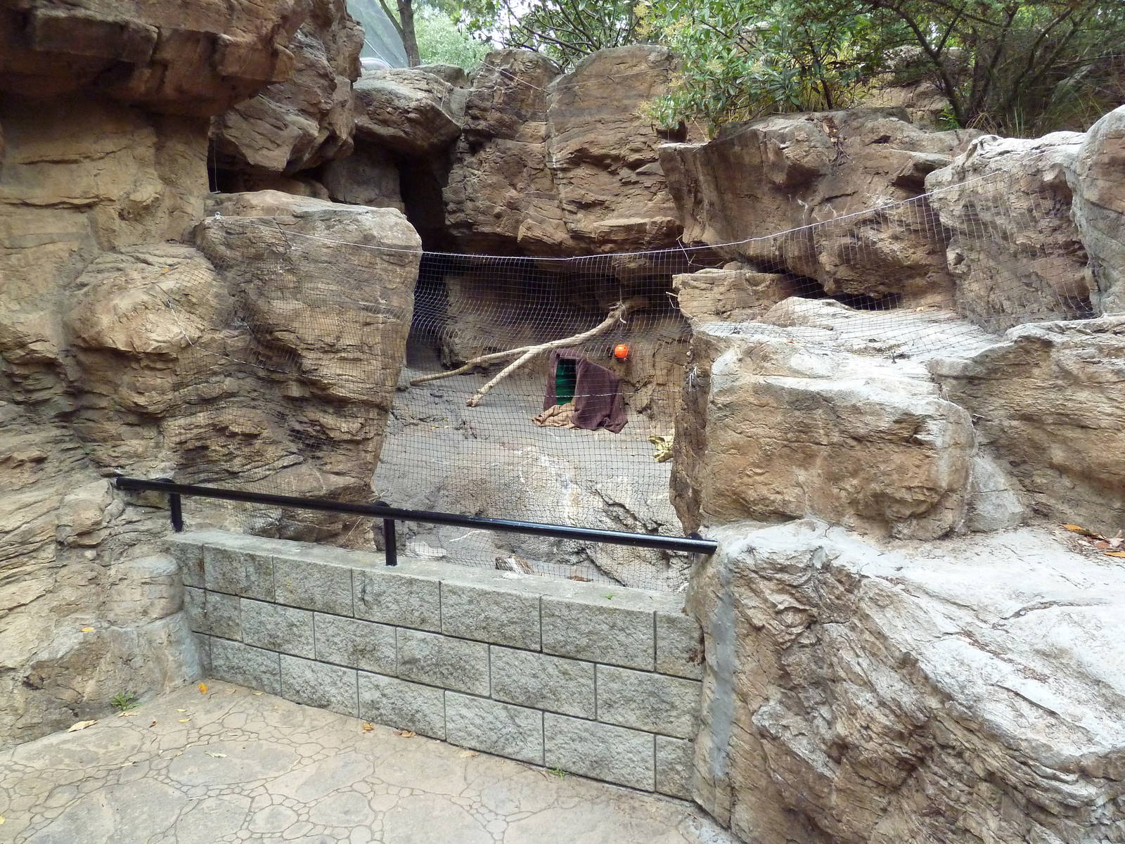 Raccoon Exhibit