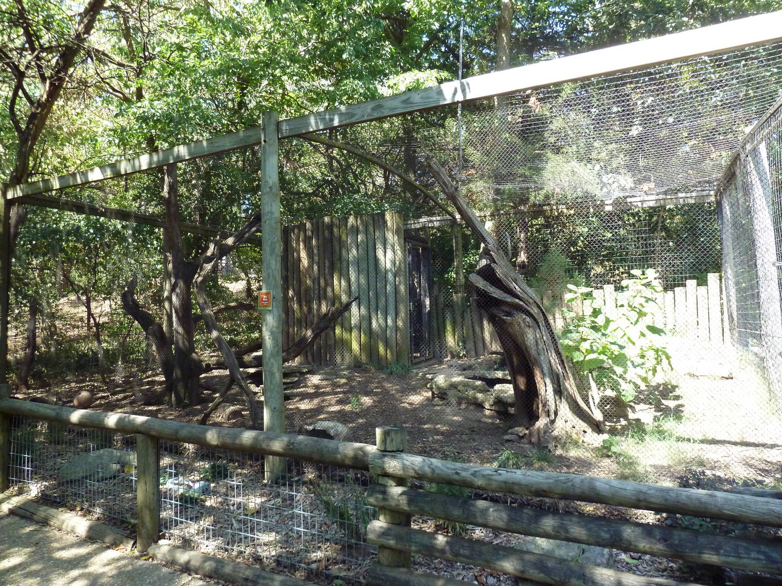 Raccoon Exhibit