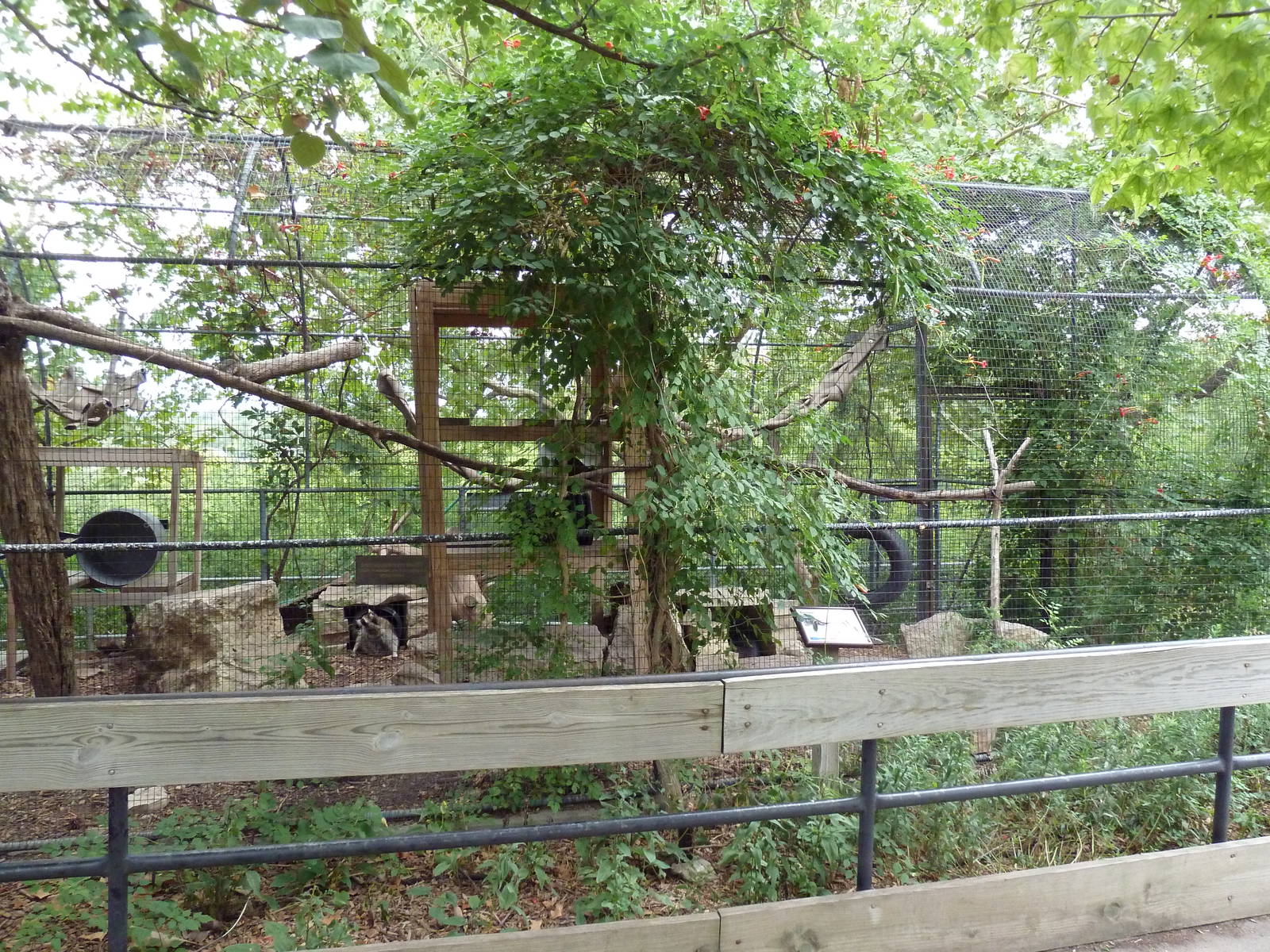 Raccoon Exhibit