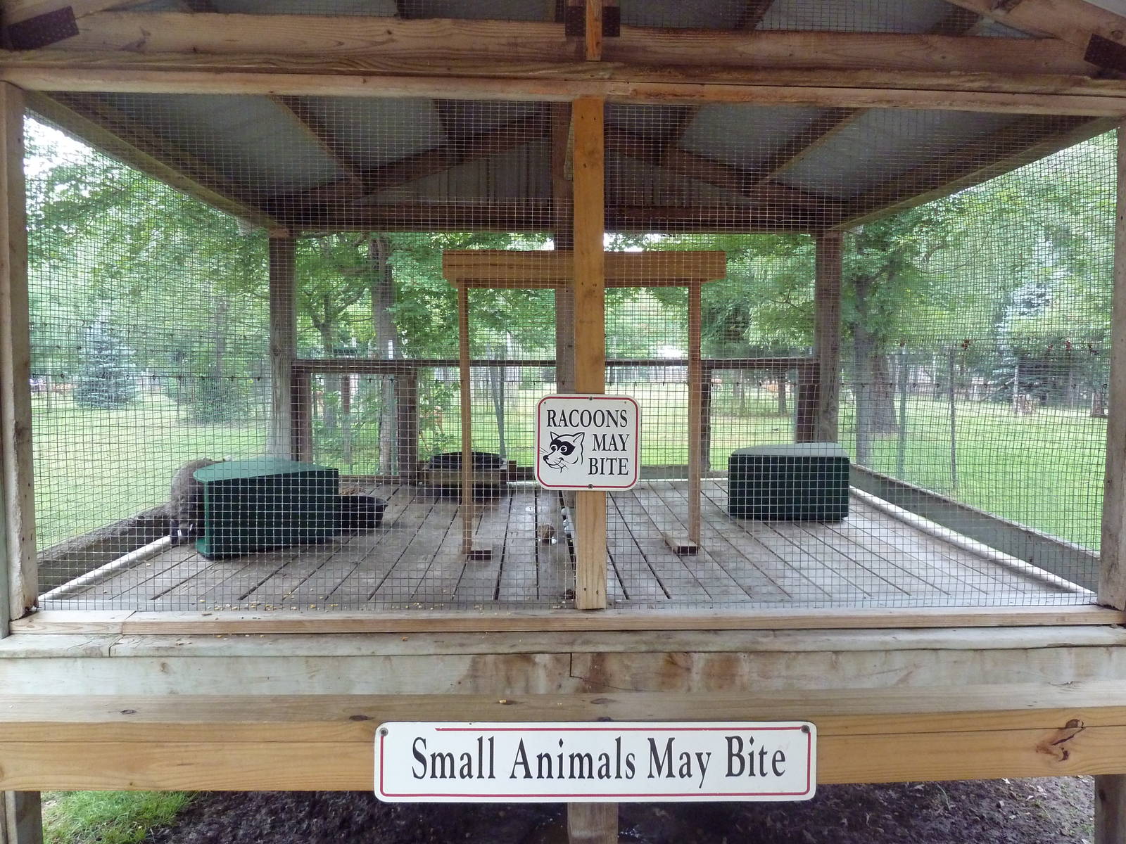Raccoon Exhibit