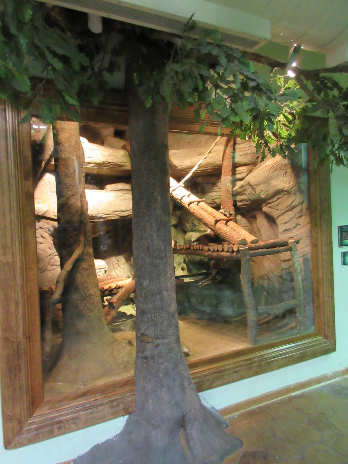 Raccoon Exhibit