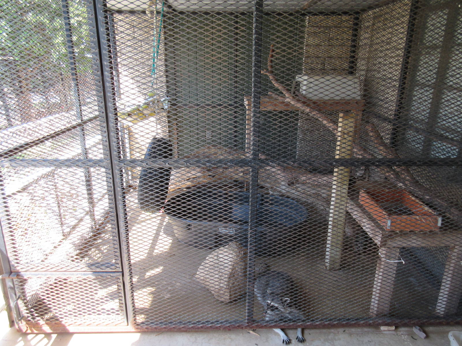 Raccoon Exhibit