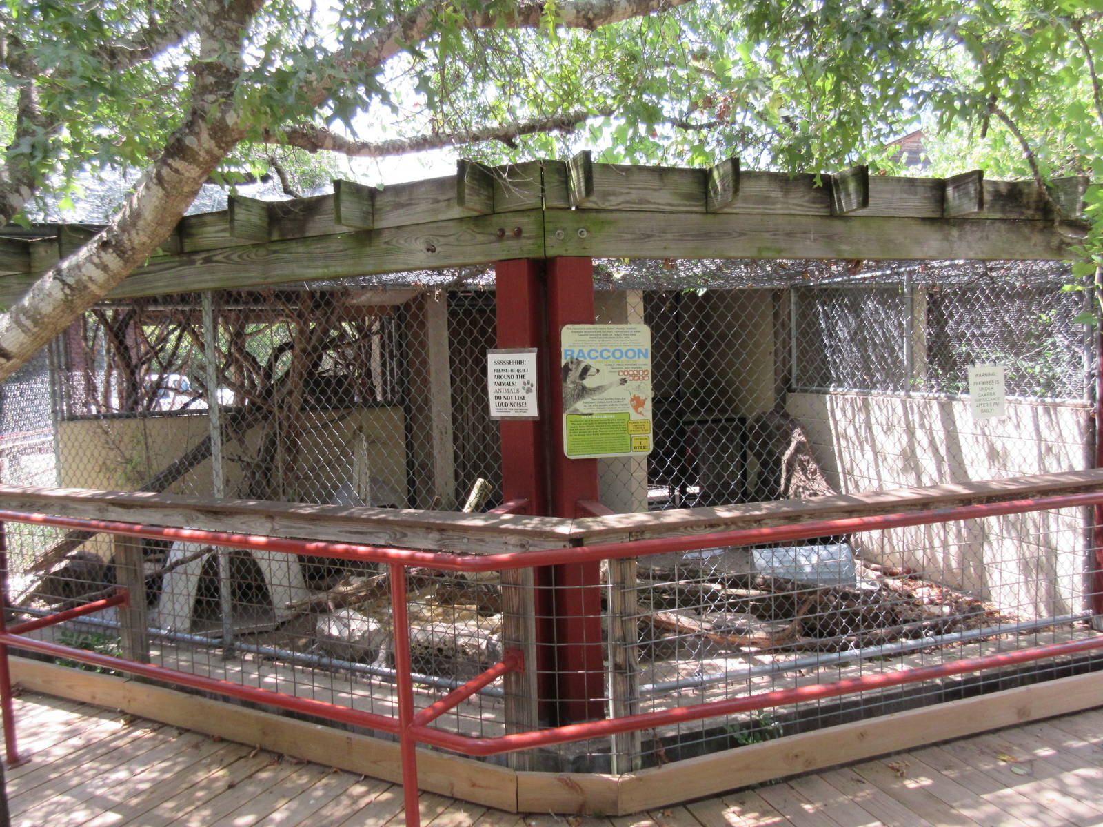 Raccoon Exhibit