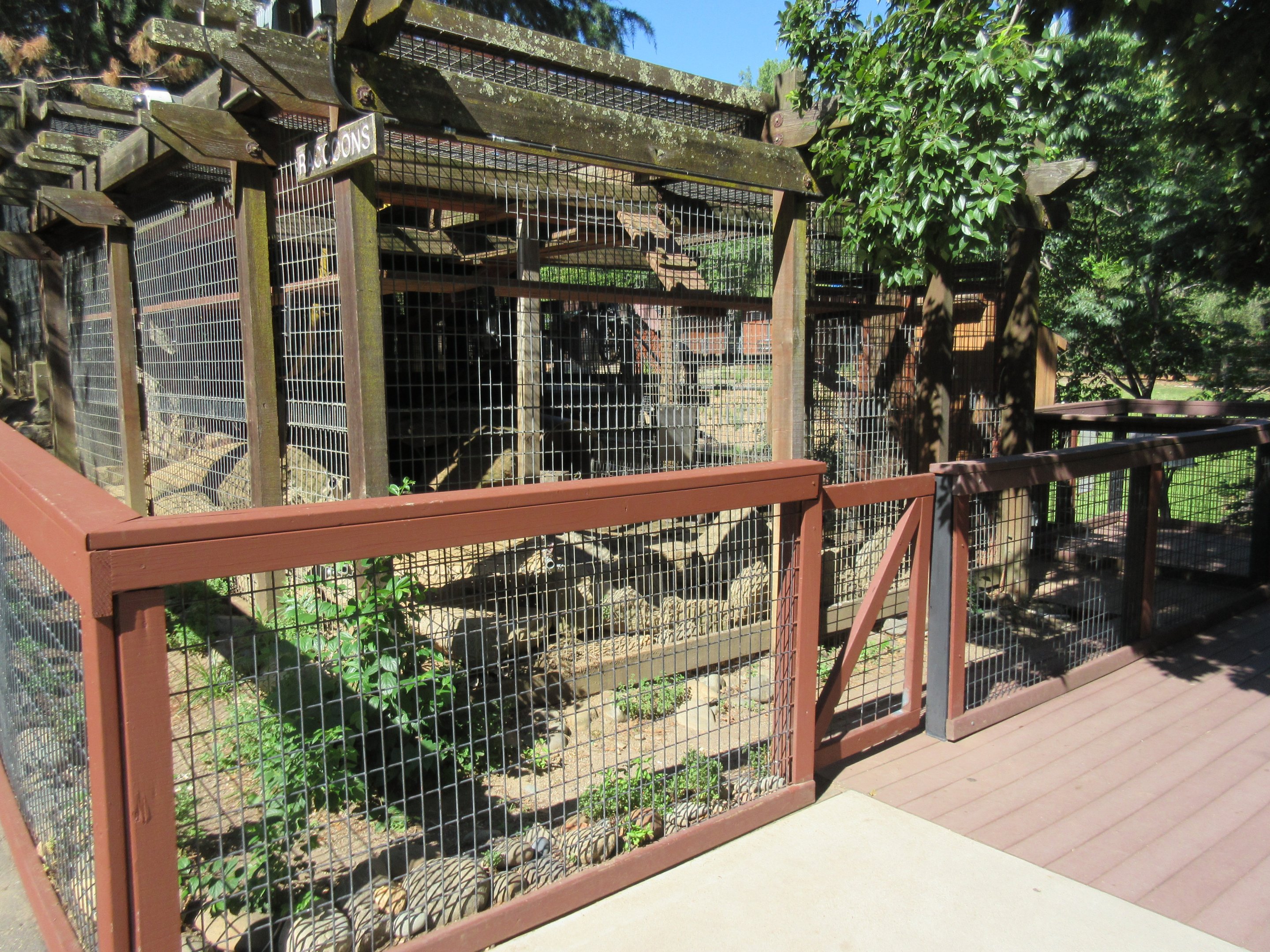 Raccoon Exhibit