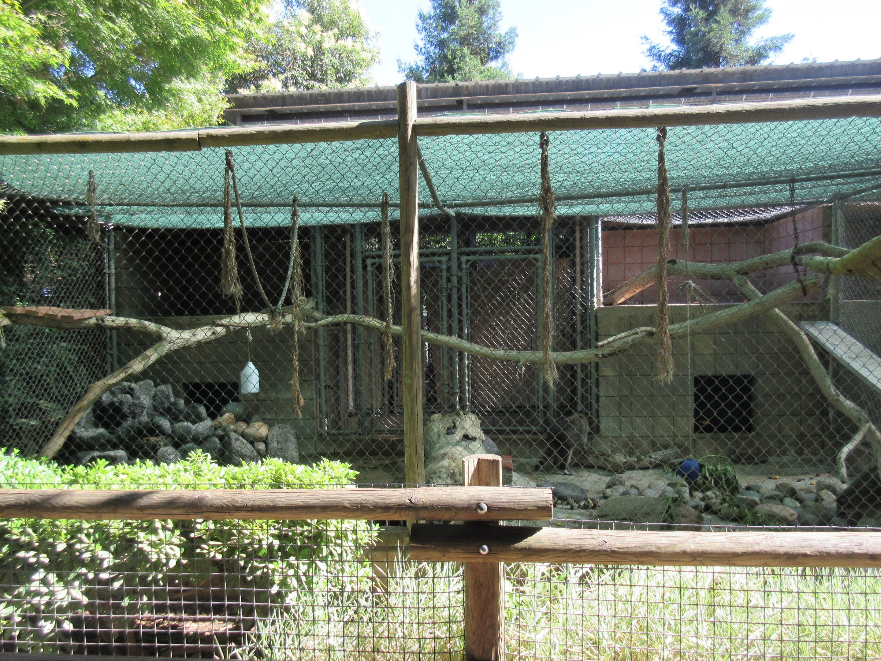 Raccoon Exhibit