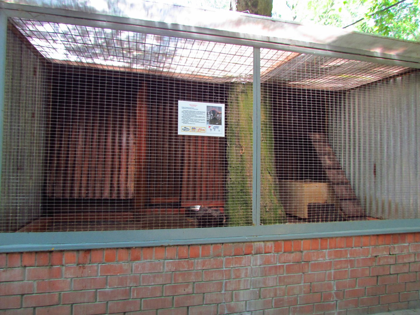 Raccoon exhibit