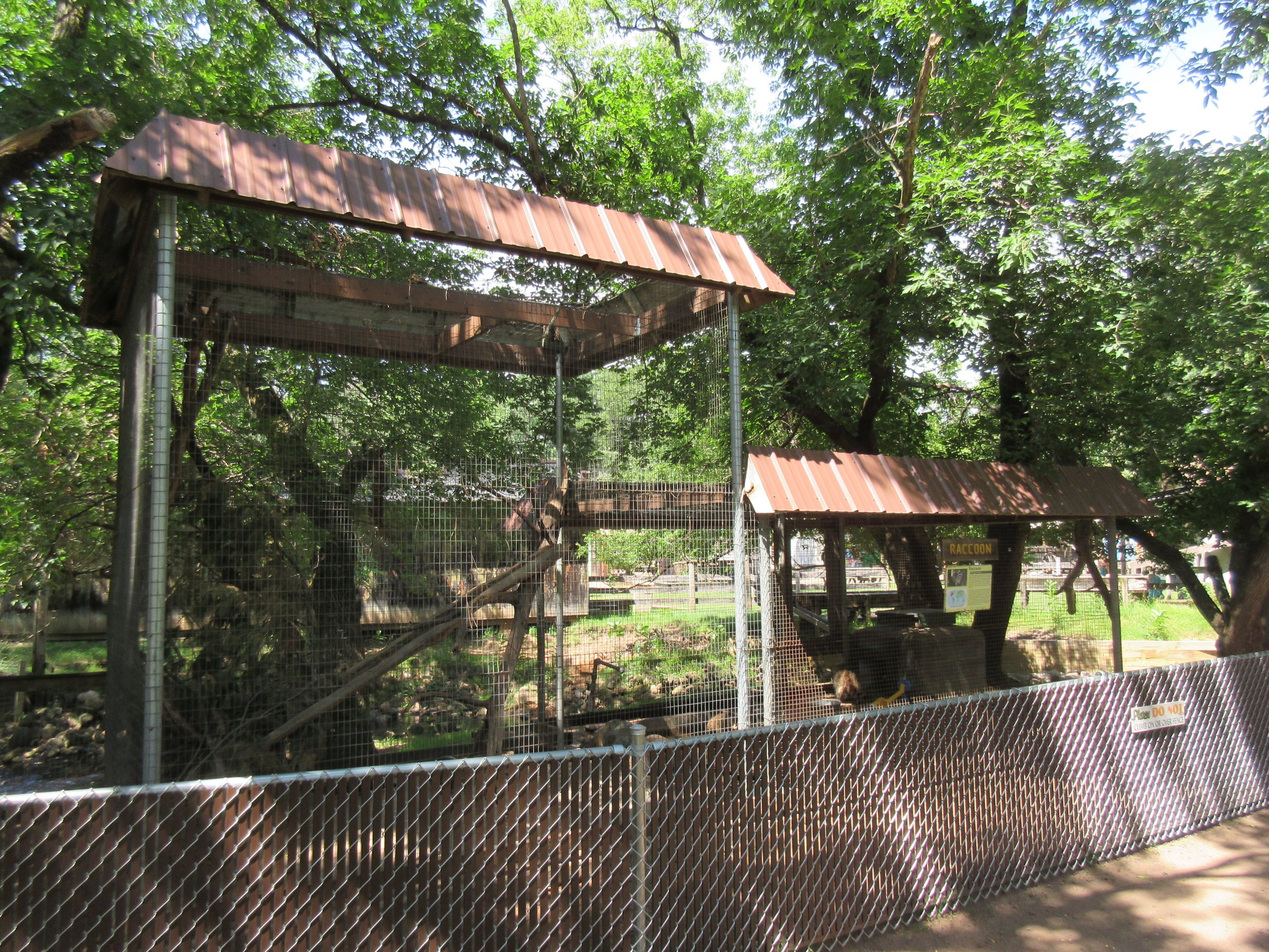 Raccoon Exhibit