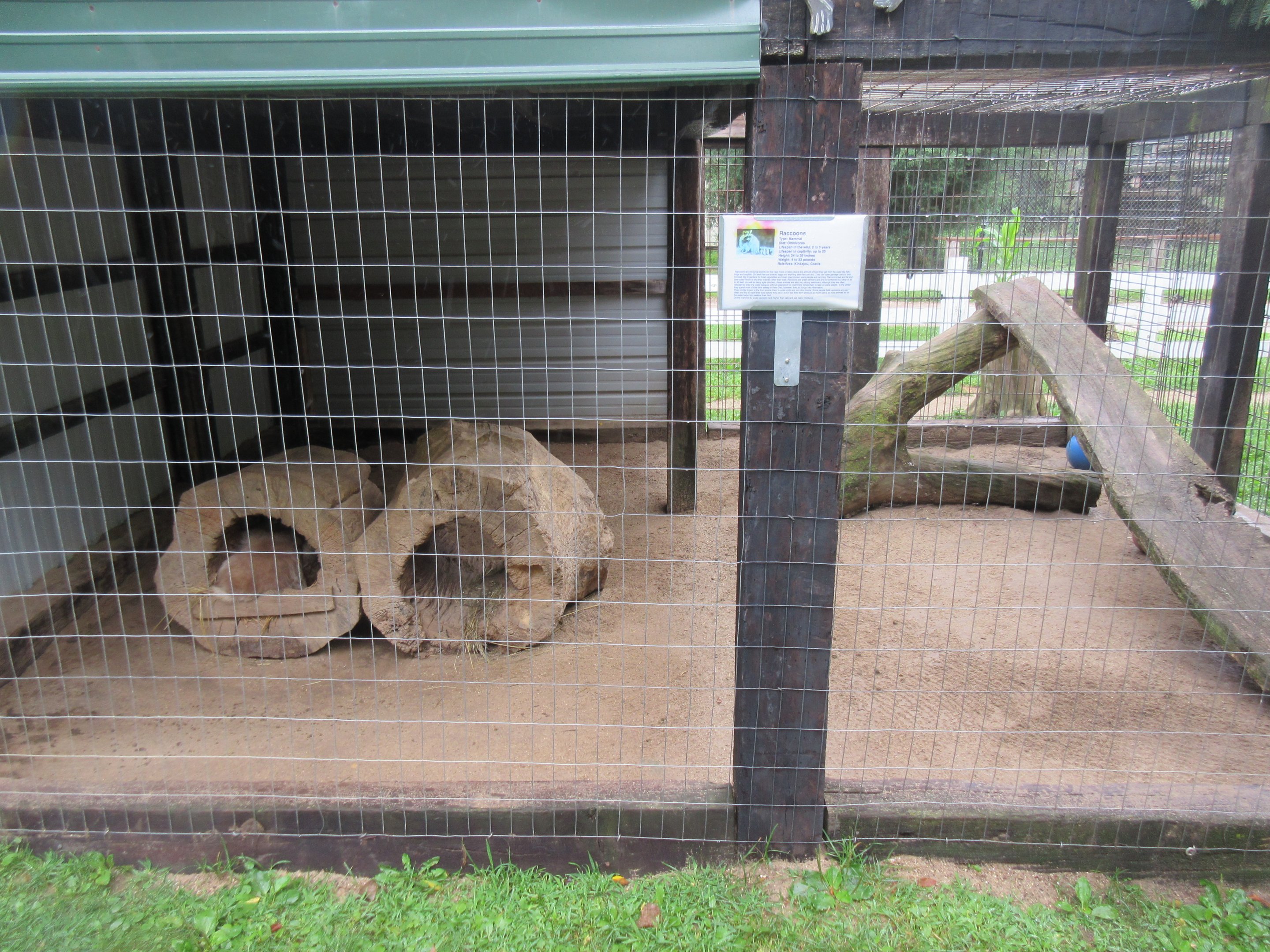 Raccoon Exhibit