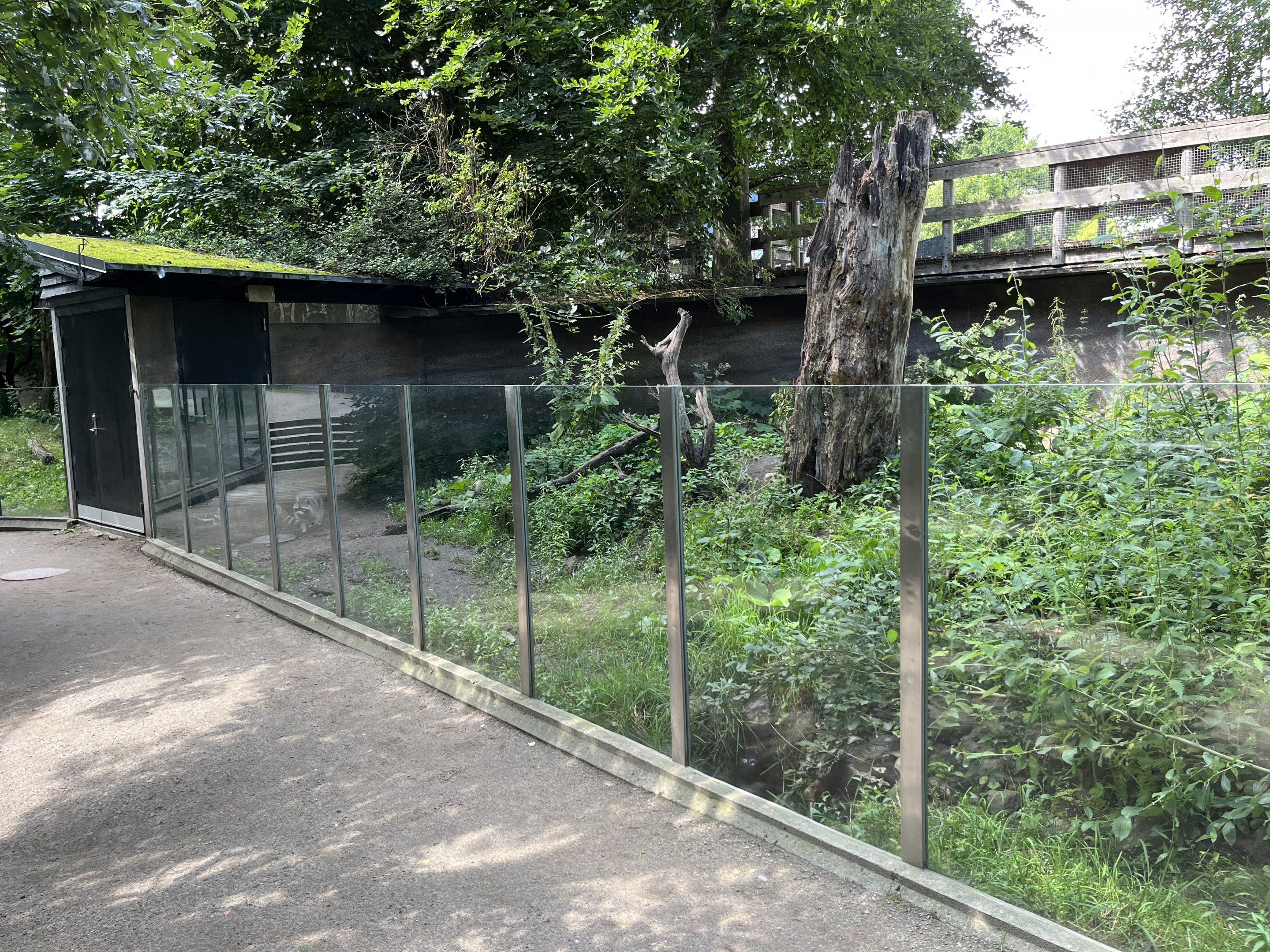 Raccoon Exhibit