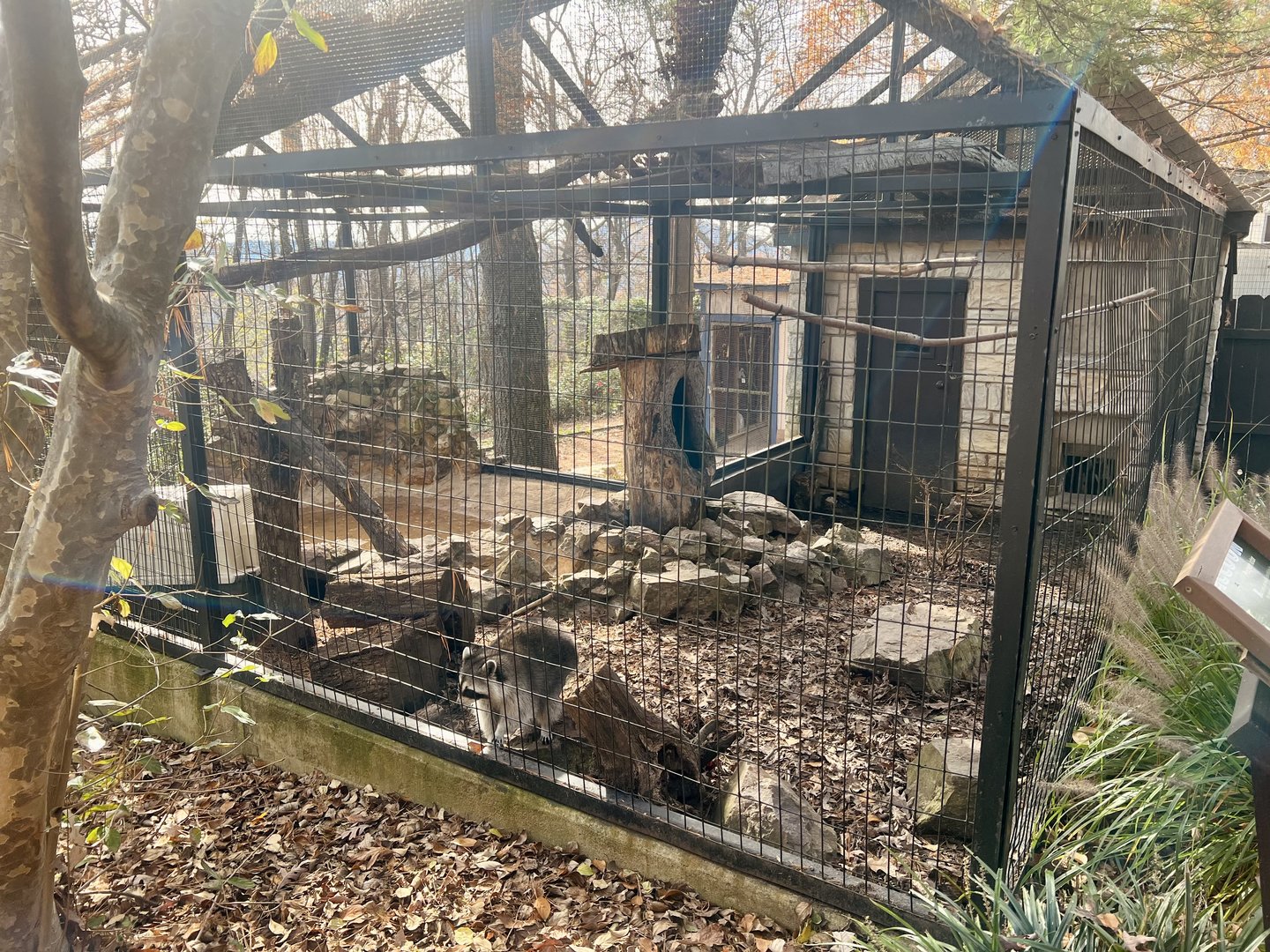 Raccoon Exhibit