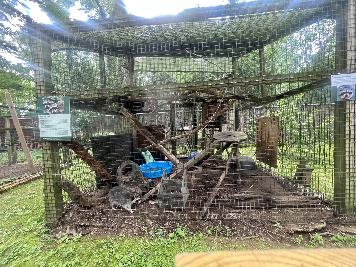 Raccoon Exhibit