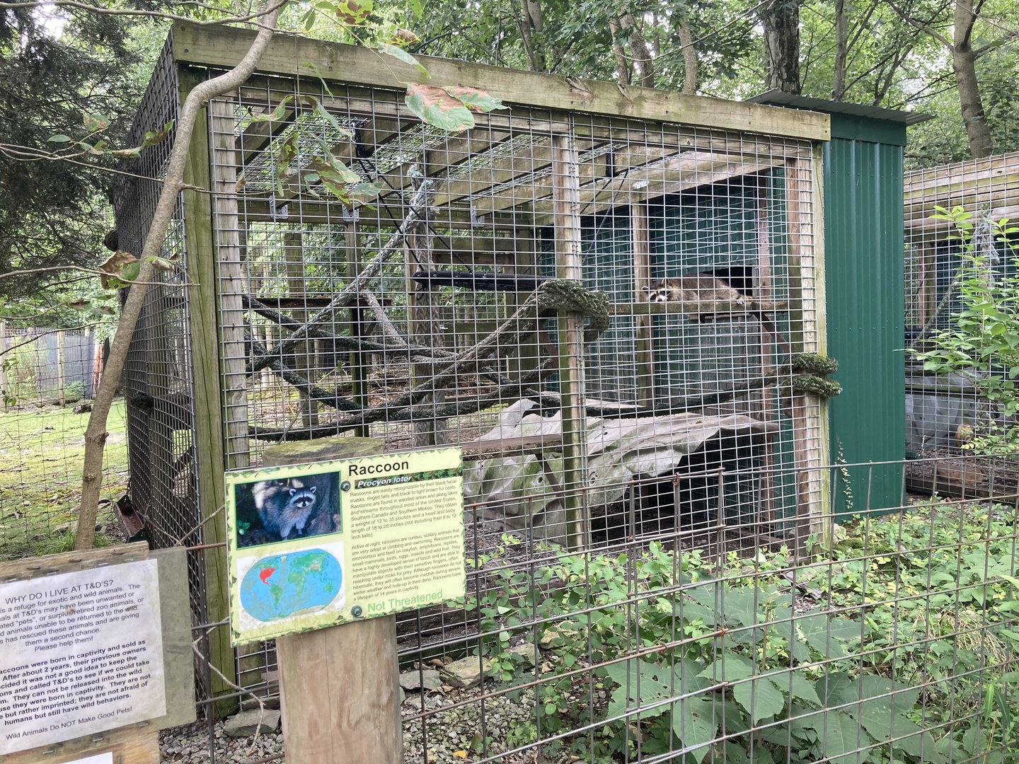 Raccoon exhibit