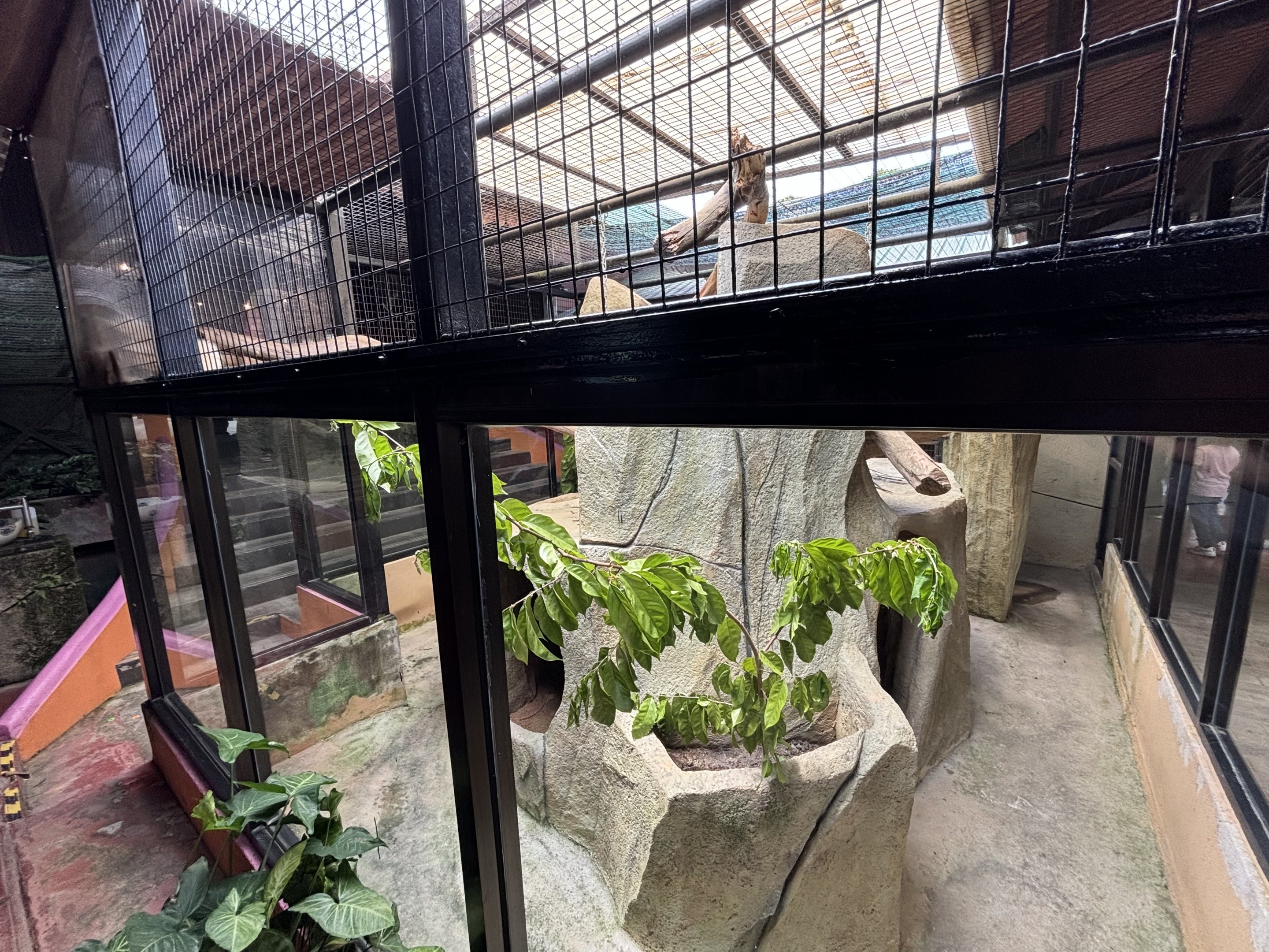 Raccoon Exhibit