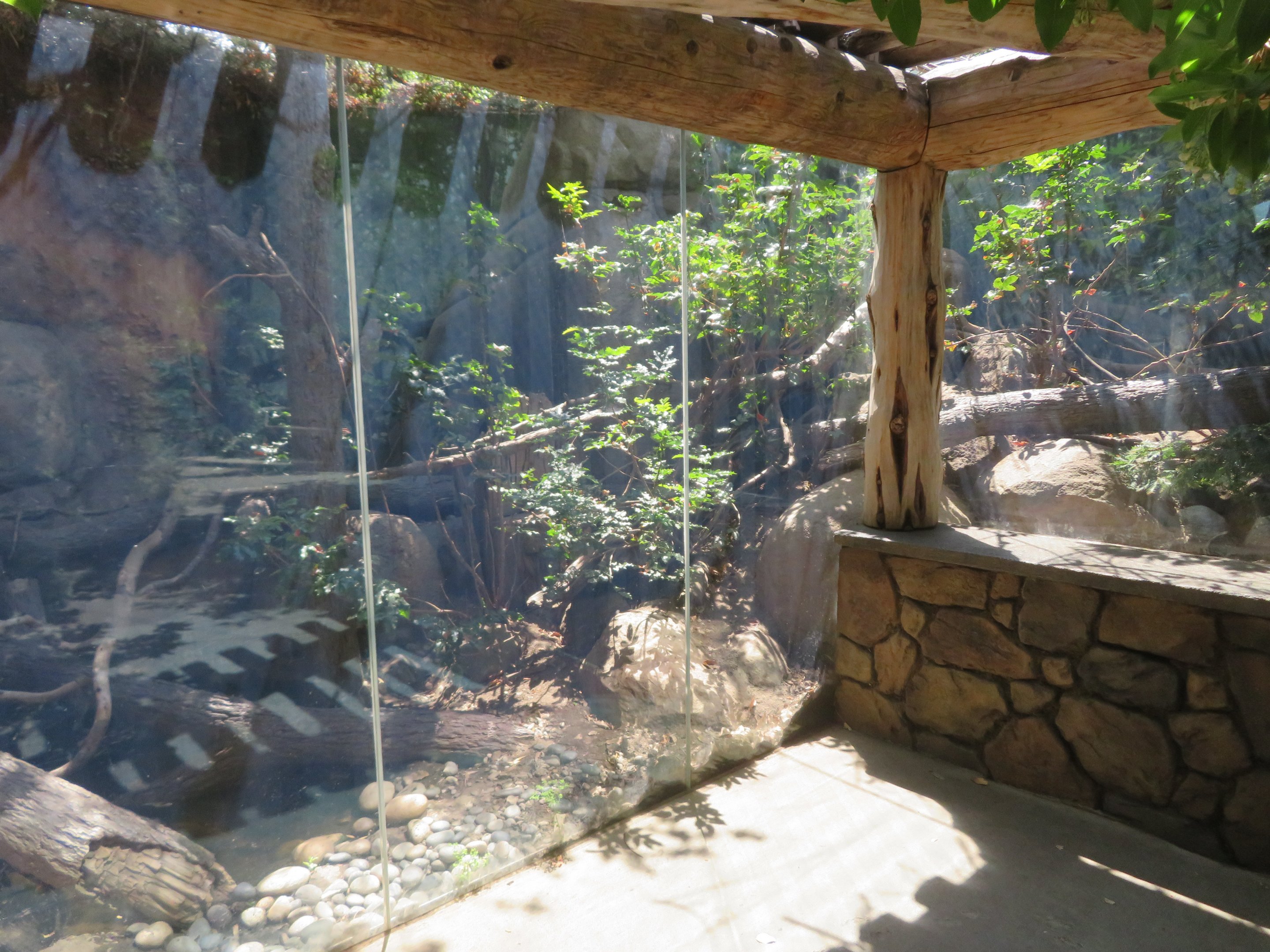 Raccoon Exhibit