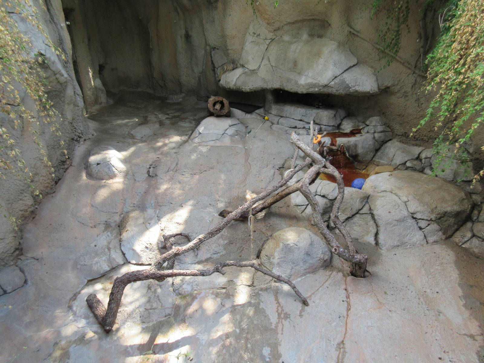 Raccoon/Grey Fox Exhibit (nasty little mixed-species grotto)