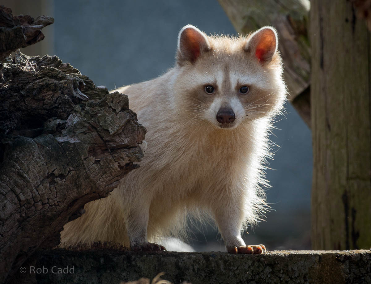 Raccoon : Hamerton : 09 Aug 2015