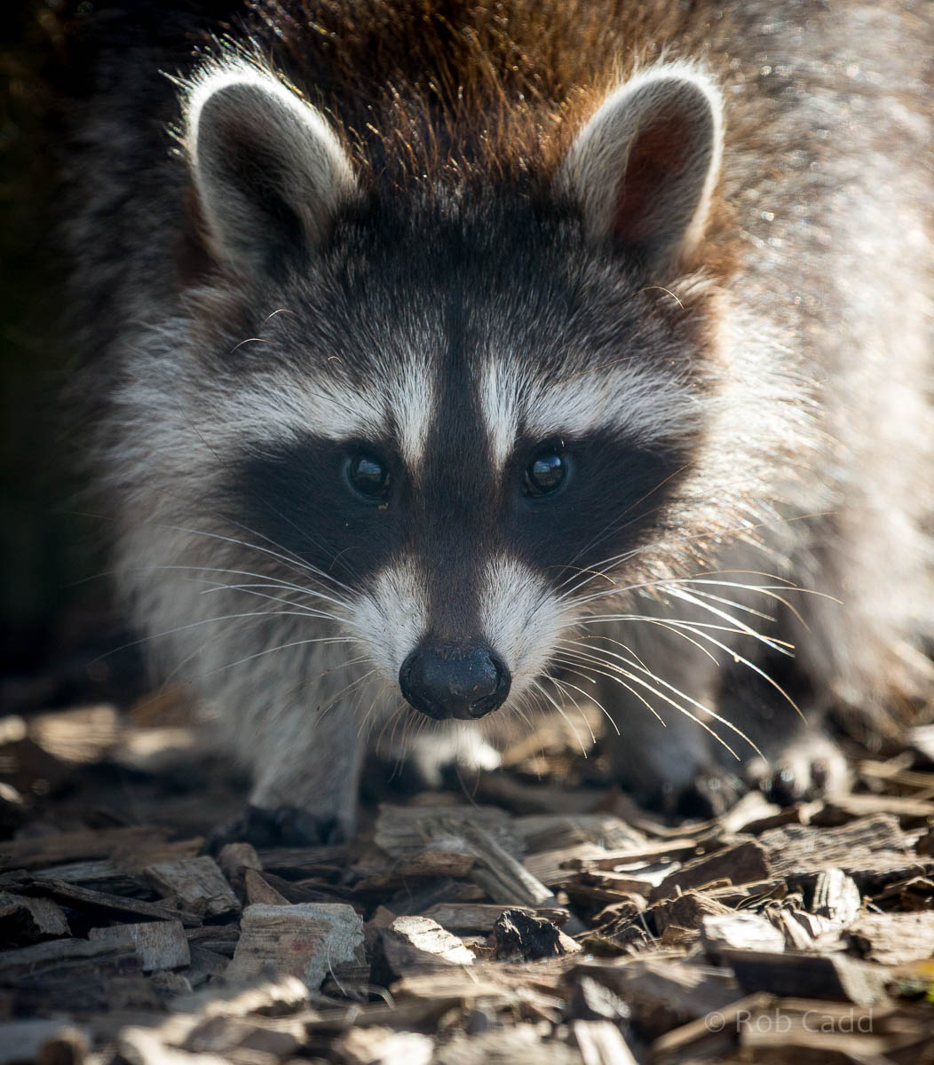 Raccoon : Hamerton : 09 Aug 2015