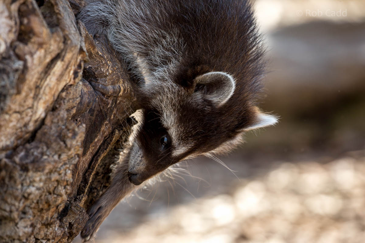 Raccoon : Hamerton : 09 Aug 2015