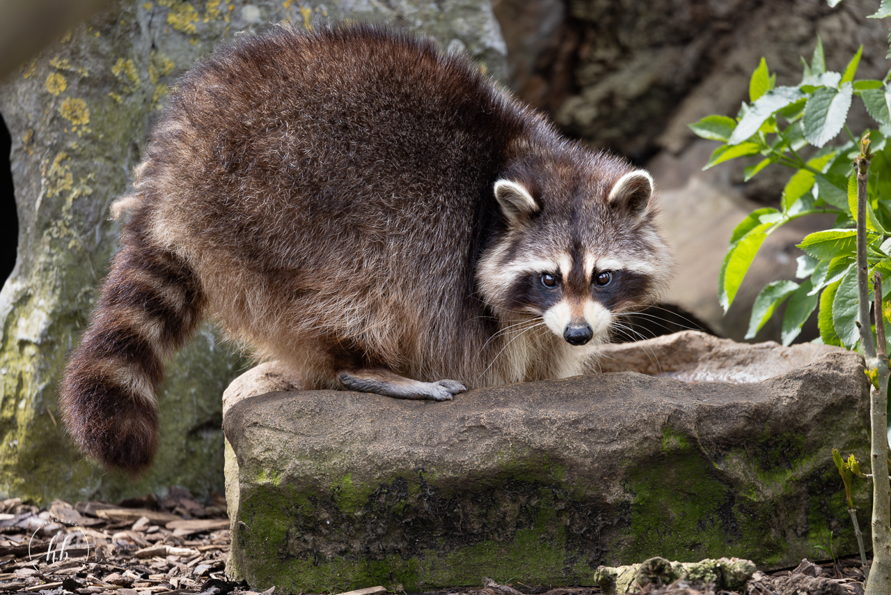 Raccoon / Hamerton / 18-4-24