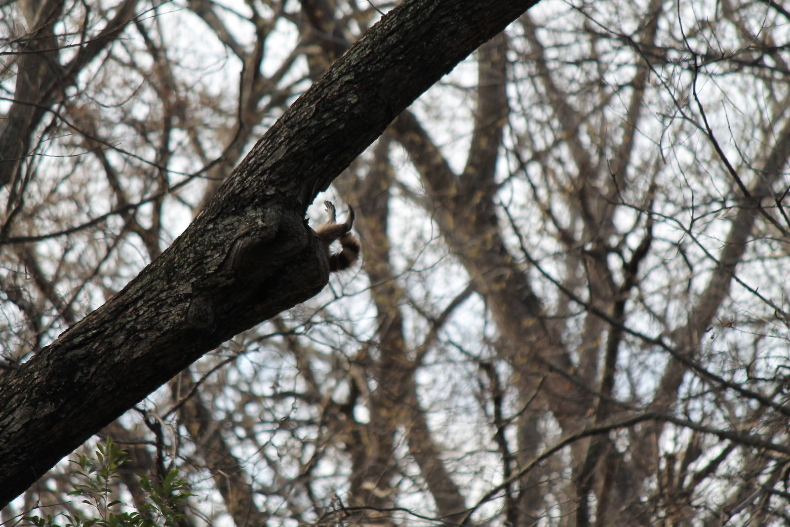 Raccoon having a bad morning