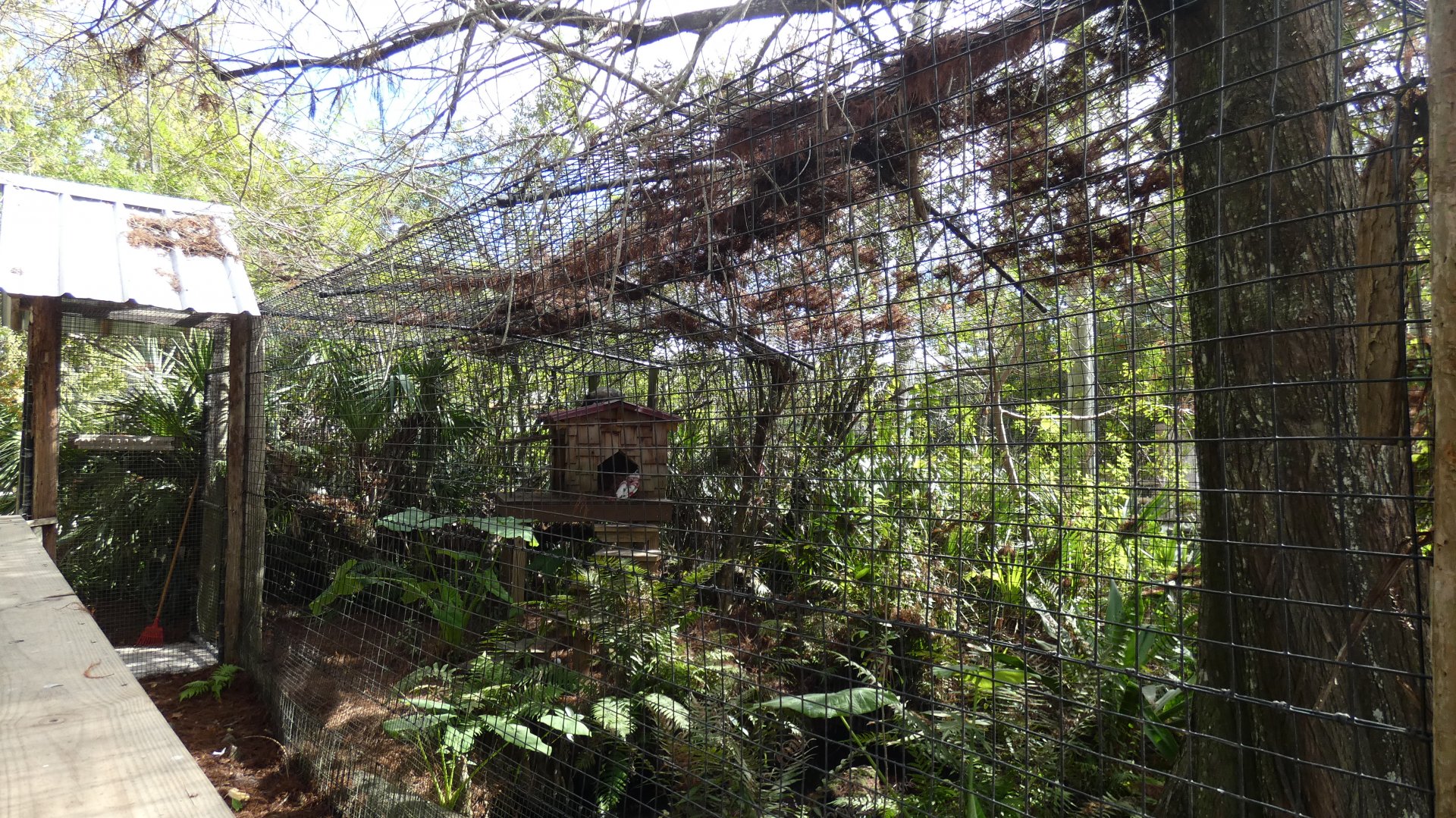 Raccoon Hut - Jan. 2022