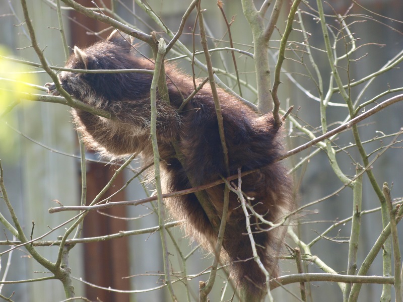 Raccoon in a tree (May 2nd, 2015)