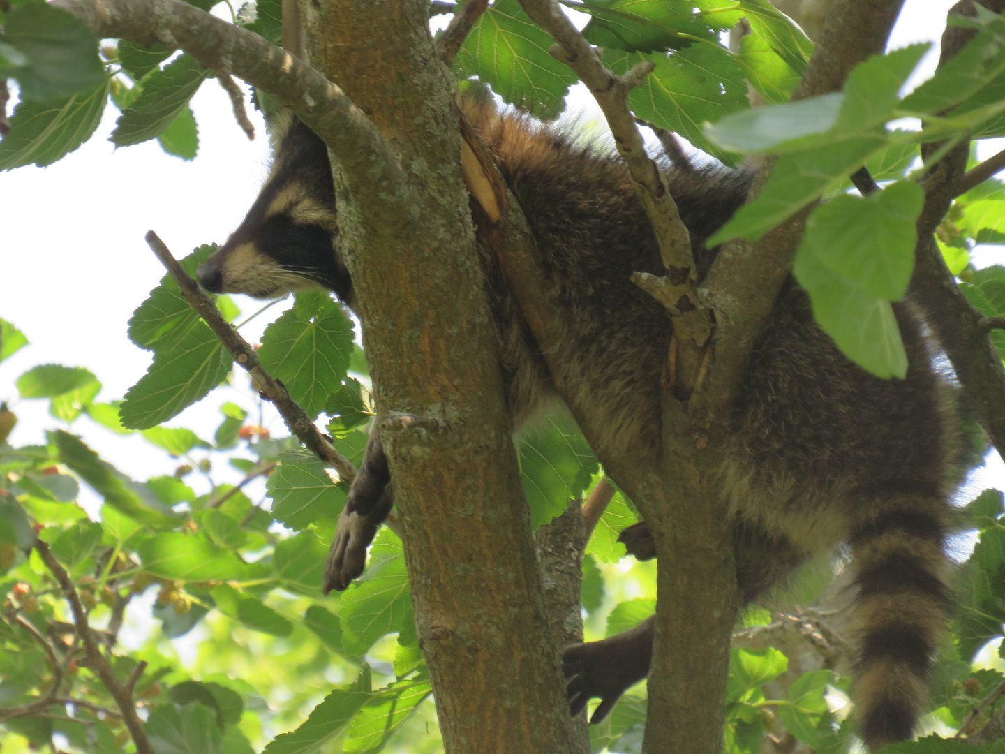 Raccoon in a tree